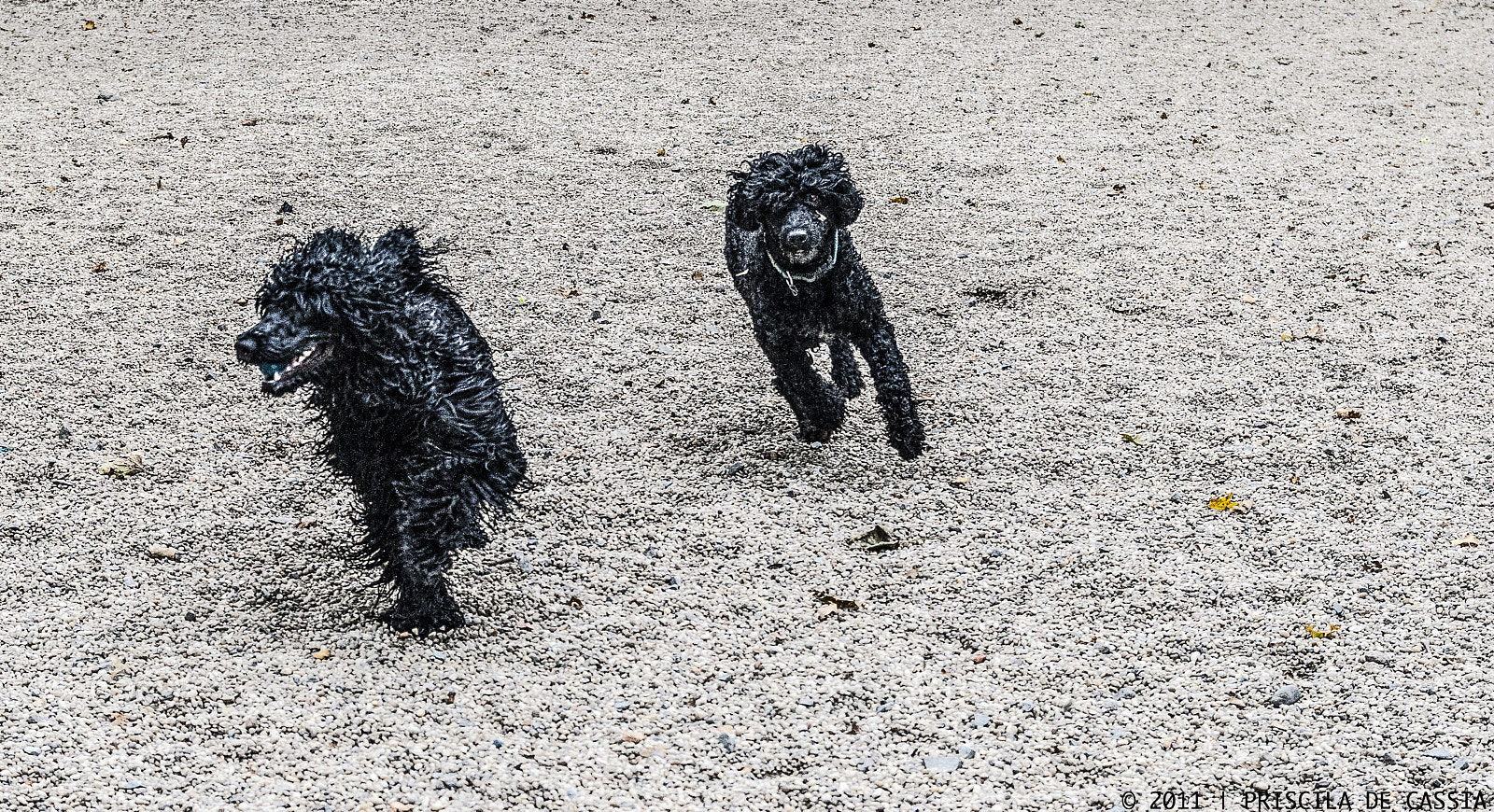 Nikon D90 + Sigma 18-50mm F2.8 EX DC Macro sample photo. Run! photography