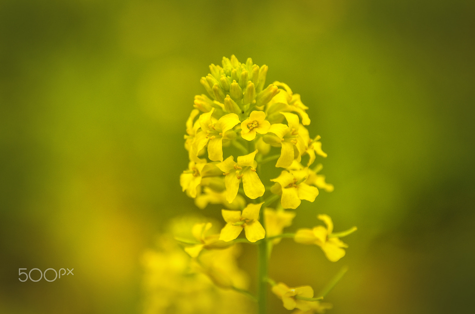 Nikon D7000 + Sigma 18-200mm F3.5-6.3 DC OS HSM sample photo. Yellow flower macro photography