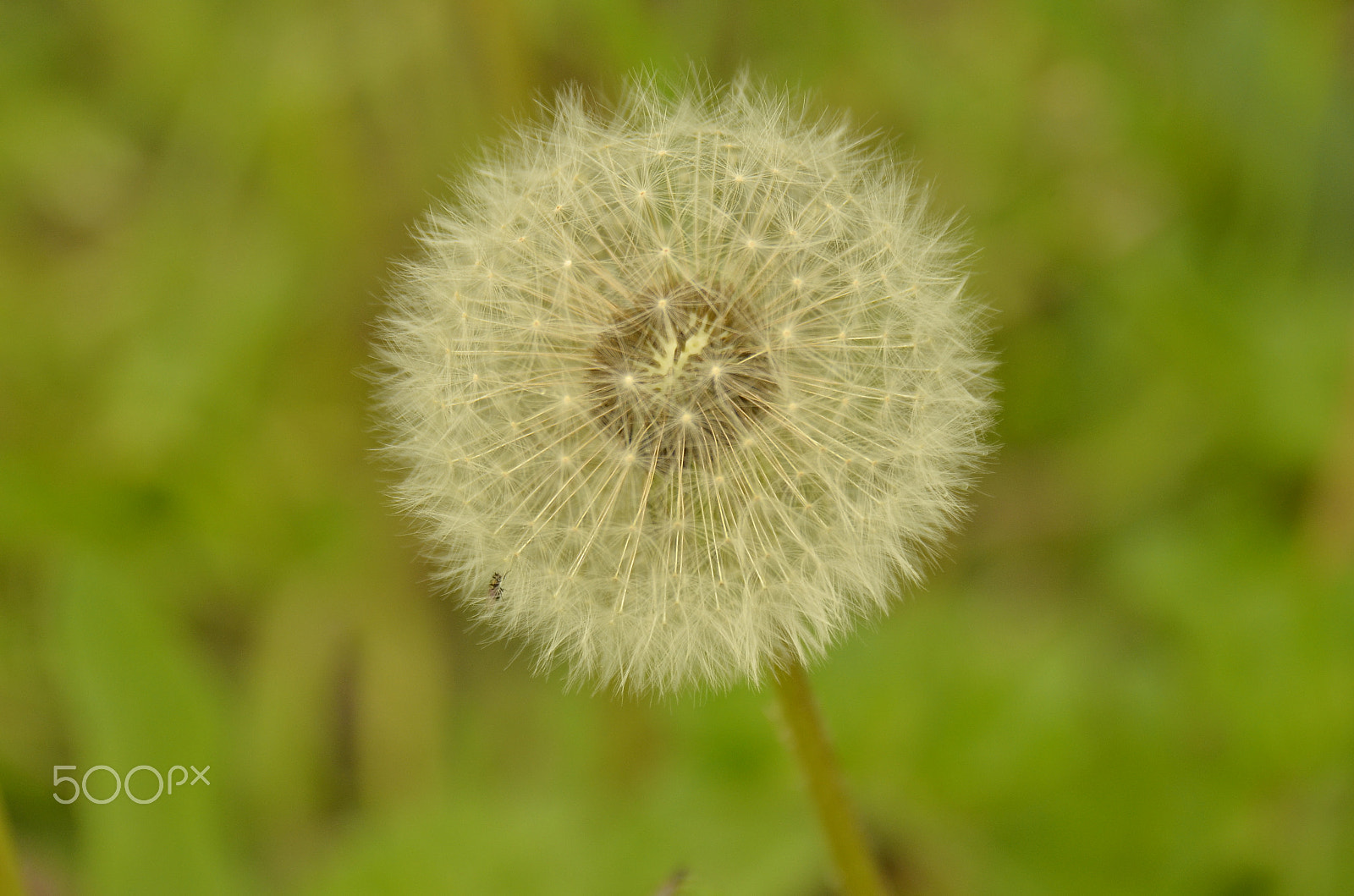 Nikon D7000 + Sigma 18-200mm F3.5-6.3 DC OS HSM sample photo. Dandelion macro photography