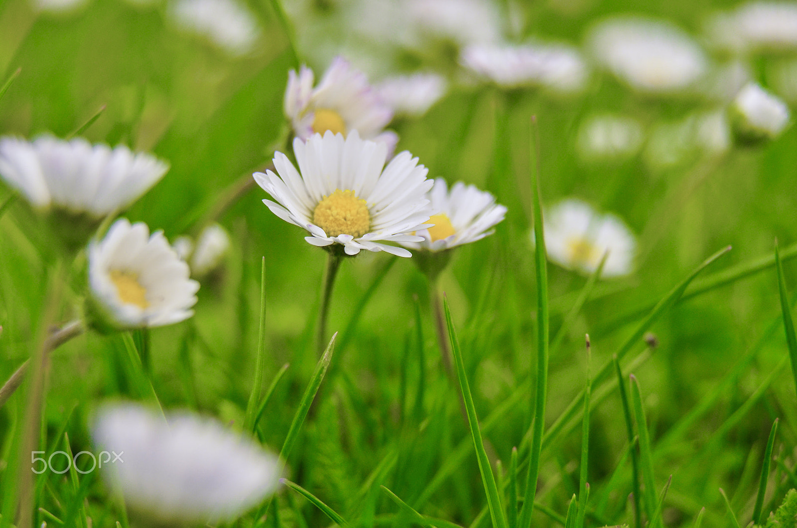 Nikon D7000 + Sigma 18-200mm F3.5-6.3 DC OS HSM sample photo. Camomile daisy flowers macro photography