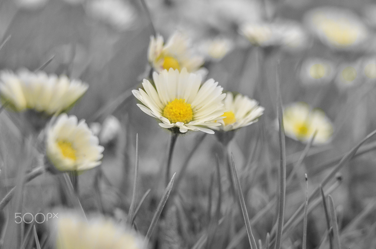 Nikon D7000 + Sigma 18-200mm F3.5-6.3 DC OS HSM sample photo. Camomile daisy flowers macro photography