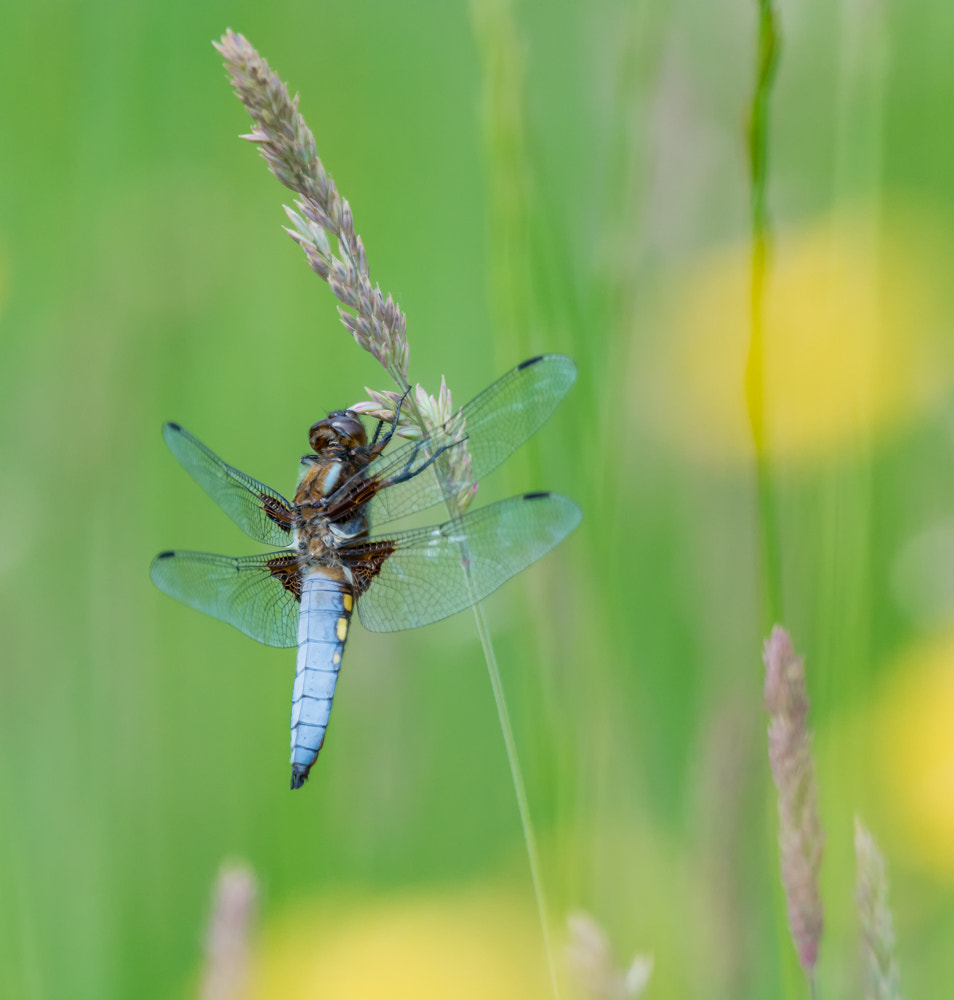 Nikon D7100 + Nikon AF-S Nikkor 500mm F4G ED VR sample photo. Platbuik libel - flat belly dragonfly photography