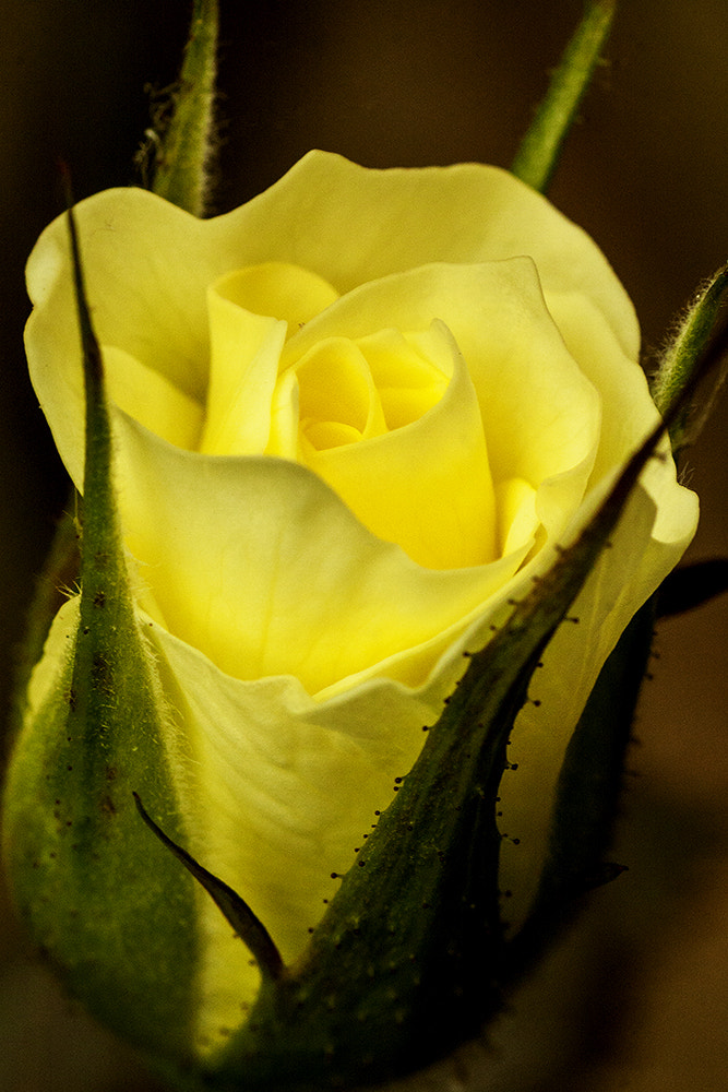 Tamron SP AF 90mm F2.8 Di Macro sample photo. Envy photography