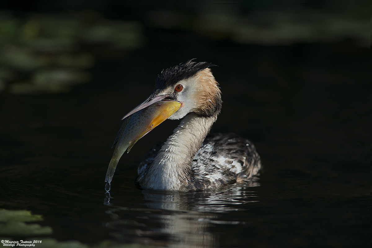 Nikon AF-S Nikkor 300mm F2.8G ED VR II sample photo. Svasso podiceps cristatus photography
