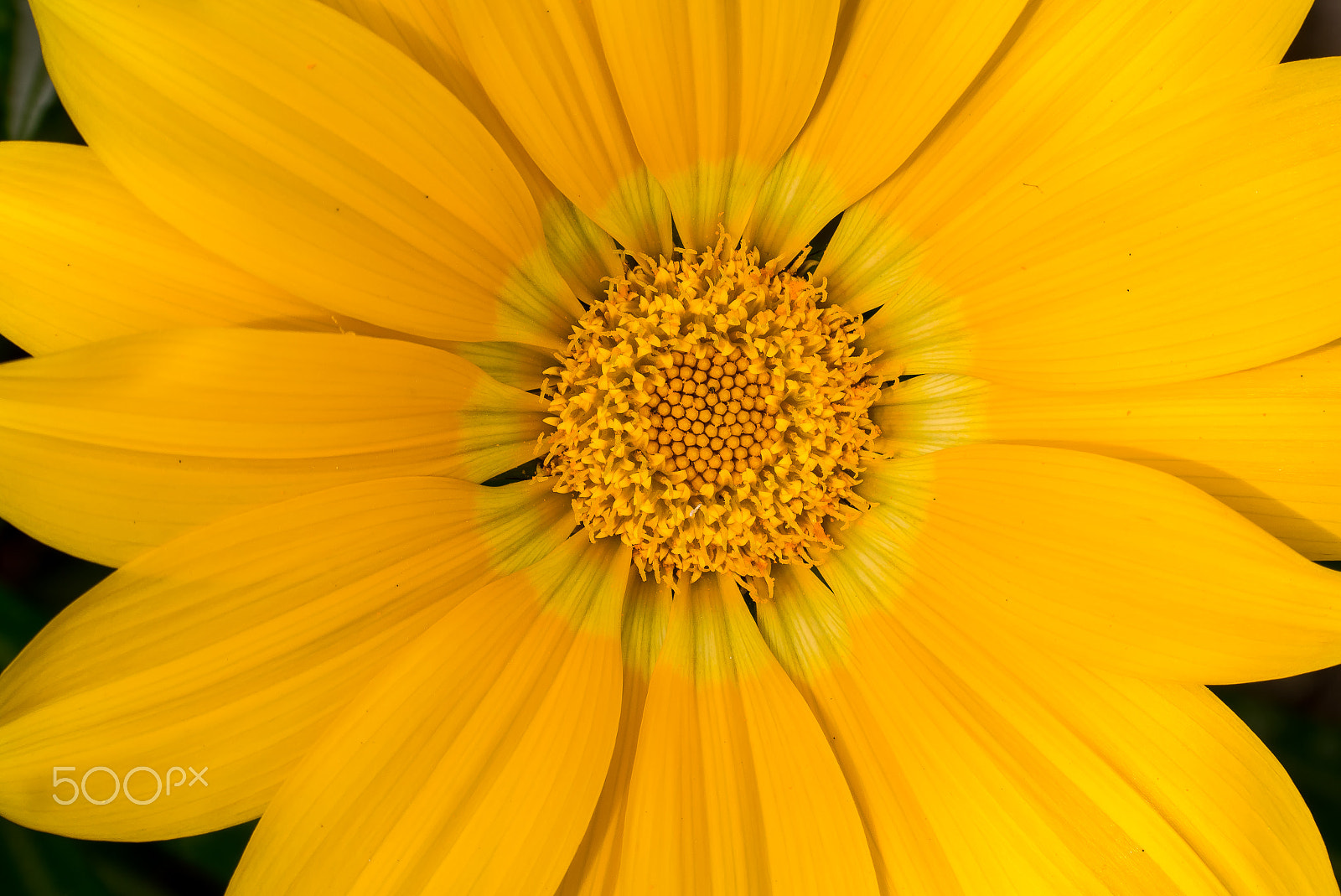 Samsung NX 18-200mm F3.5-6.3 ED OIS sample photo. The yellow flower photography