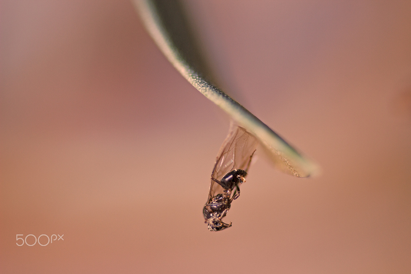 Tamron SP AF 60mm F2 Di II LD IF Macro sample photo. Les ailes collées photography