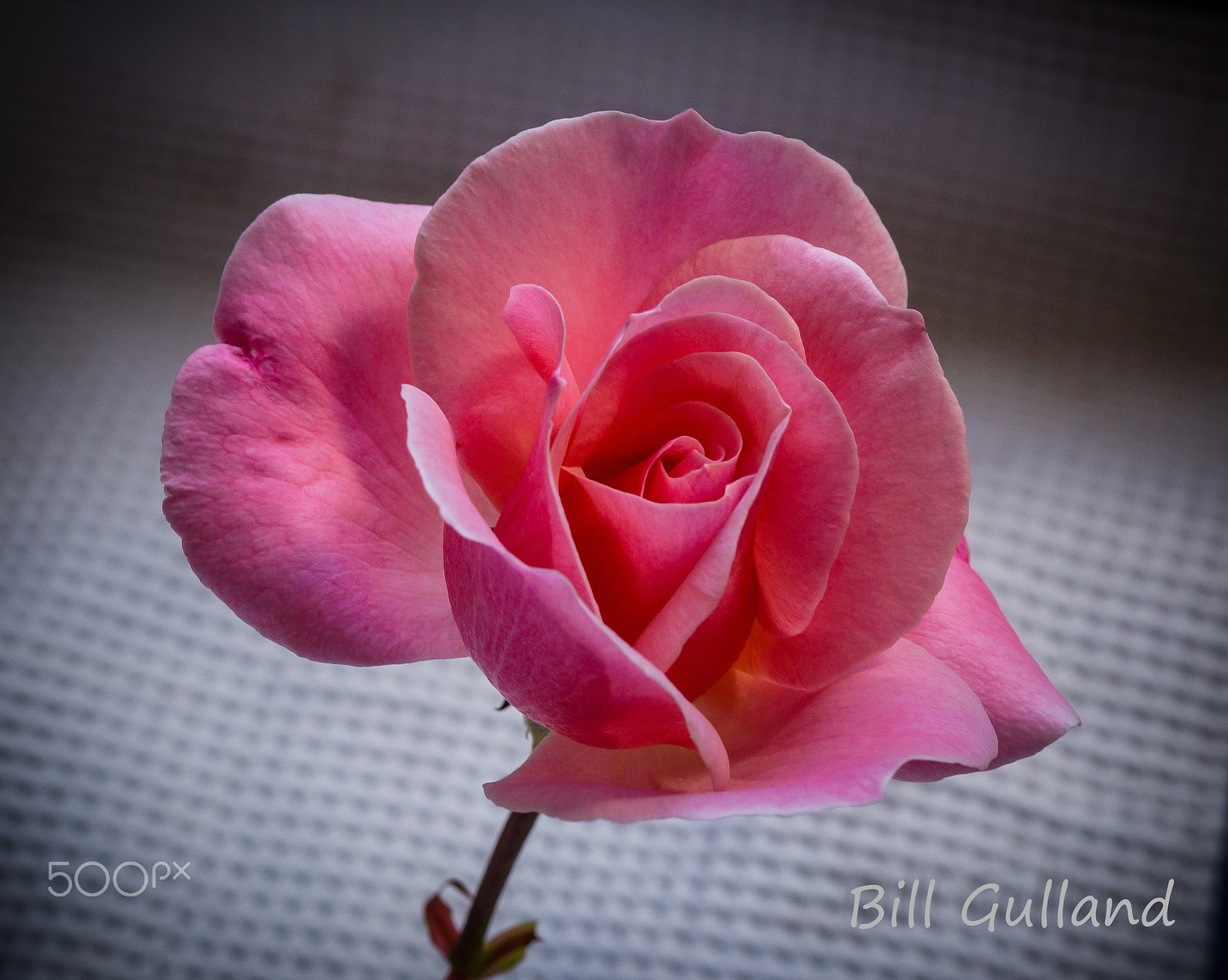 Sony SLT-A58 + Sony DT 30mm F2.8 Macro SAM sample photo. Untitled photography