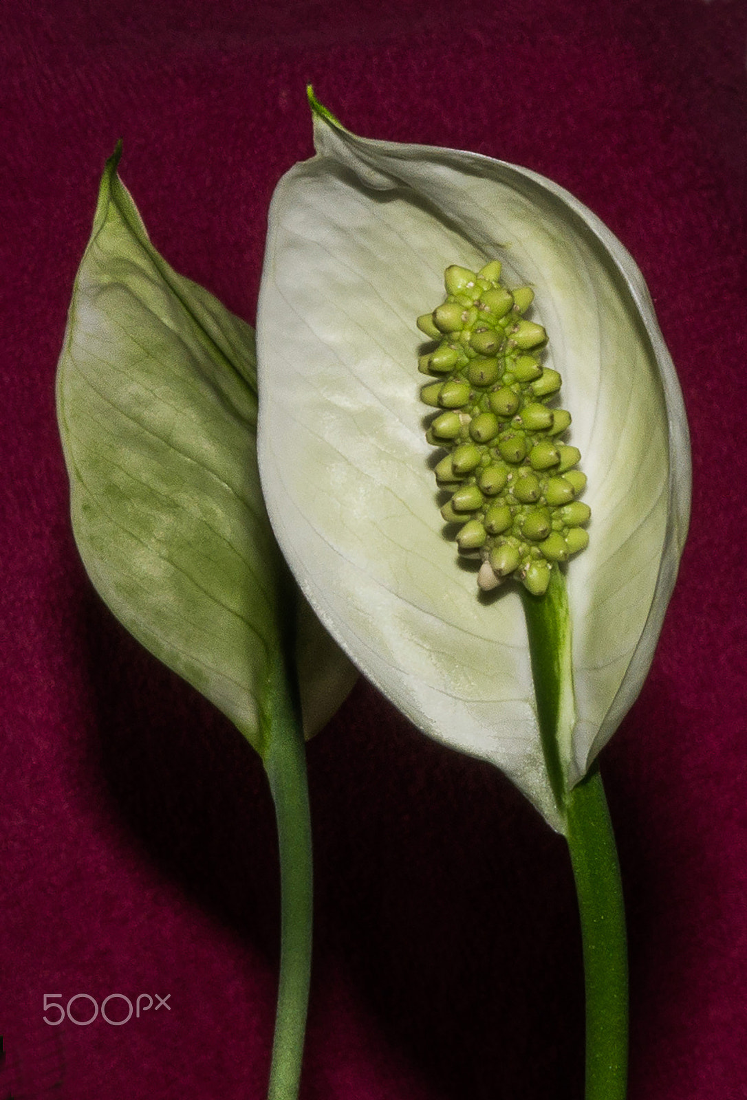 Sony SLT-A58 + Sony DT 30mm F2.8 Macro SAM sample photo. Peace lily photography
