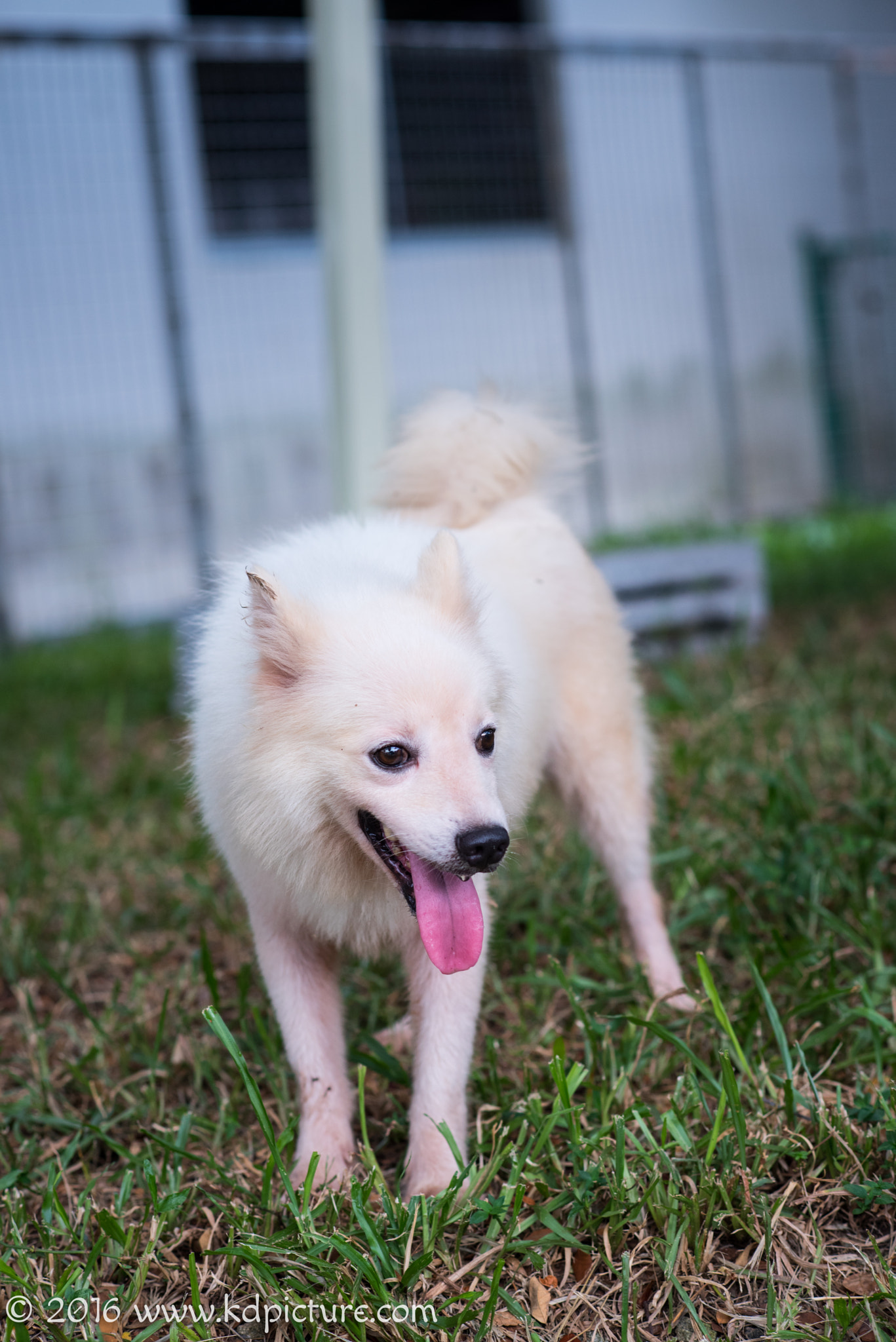 AF Nikkor 85mm f/1.8 sample photo. K dog photography