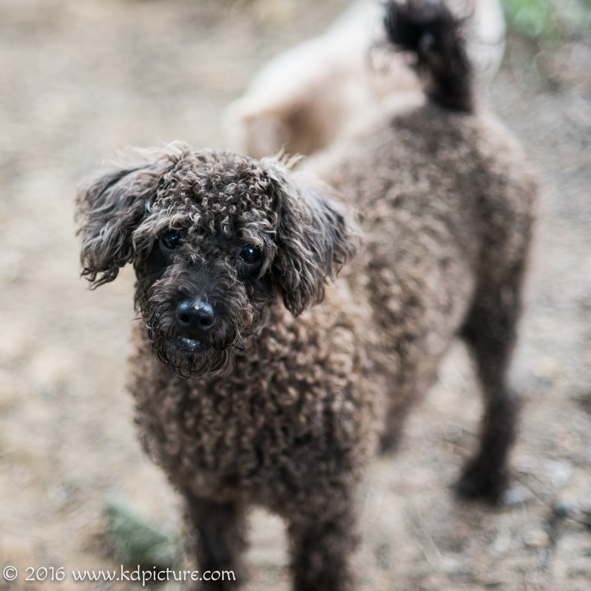 AF Nikkor 85mm f/1.8 sample photo. K dog photography