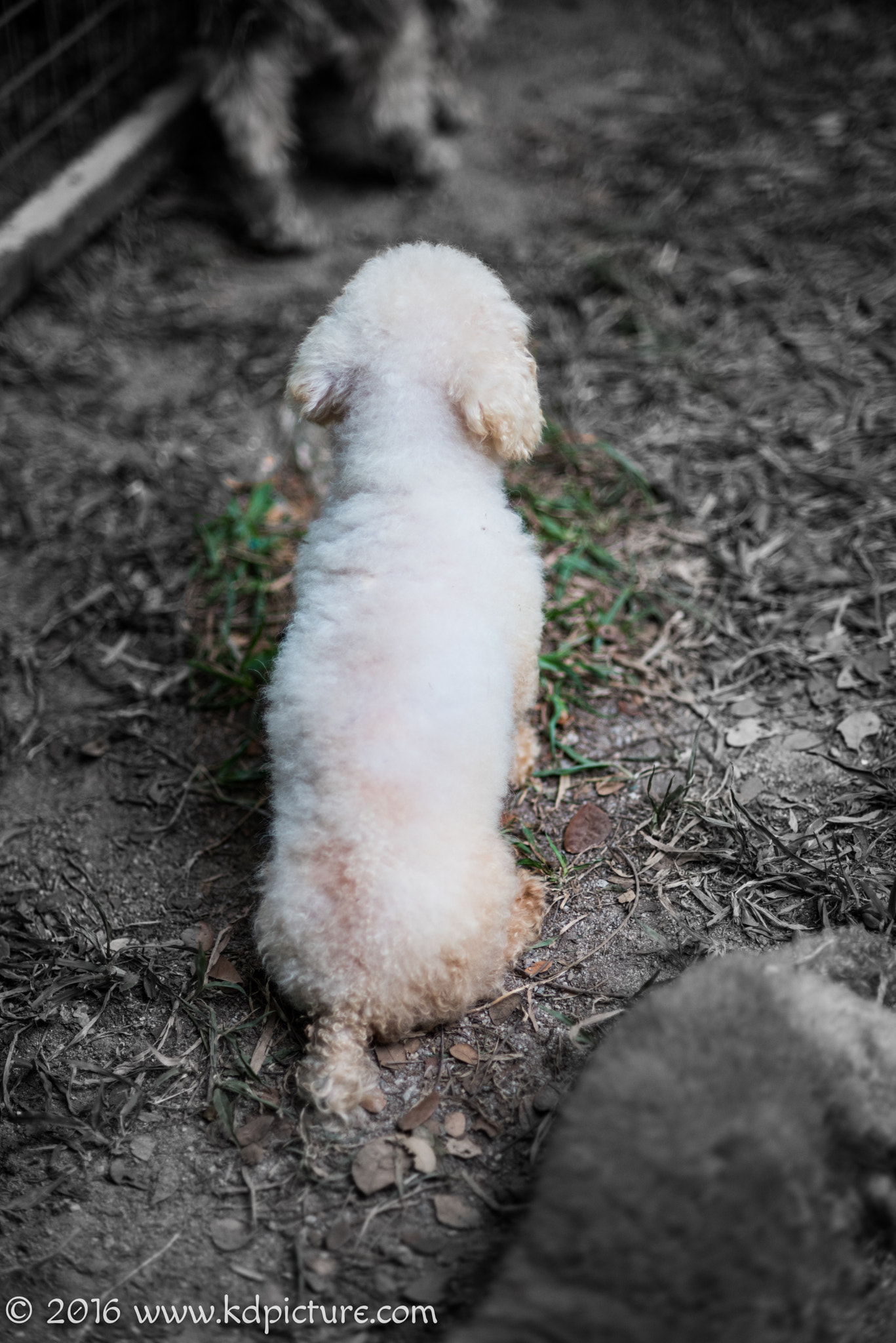 AF Nikkor 85mm f/1.8 sample photo. K dog photography