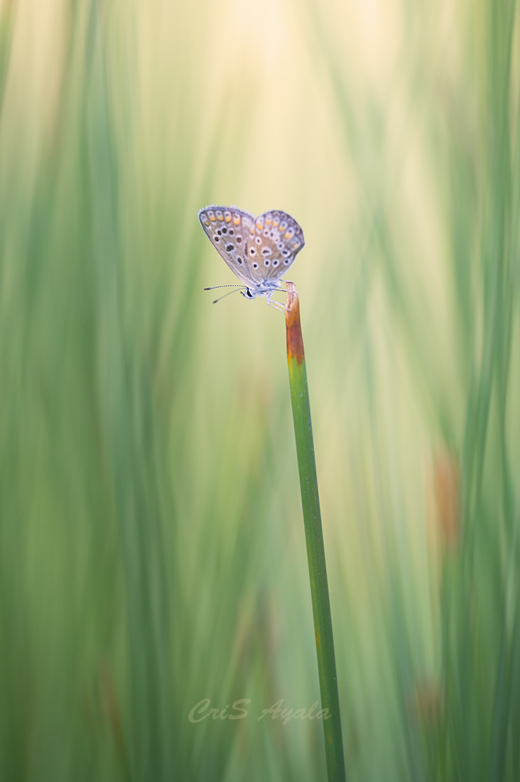 Nikon D4 sample photo. Findings in a tender morning... photography