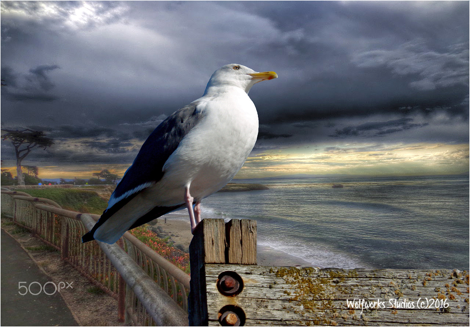 Sony DSC-W70 sample photo. Gull waiting for the storm photography