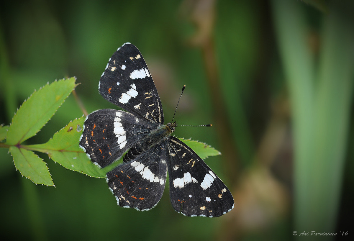 Sigma 150mm F2.8 EX DG OS Macro HSM sample photo. Summer brood map butterfly photography