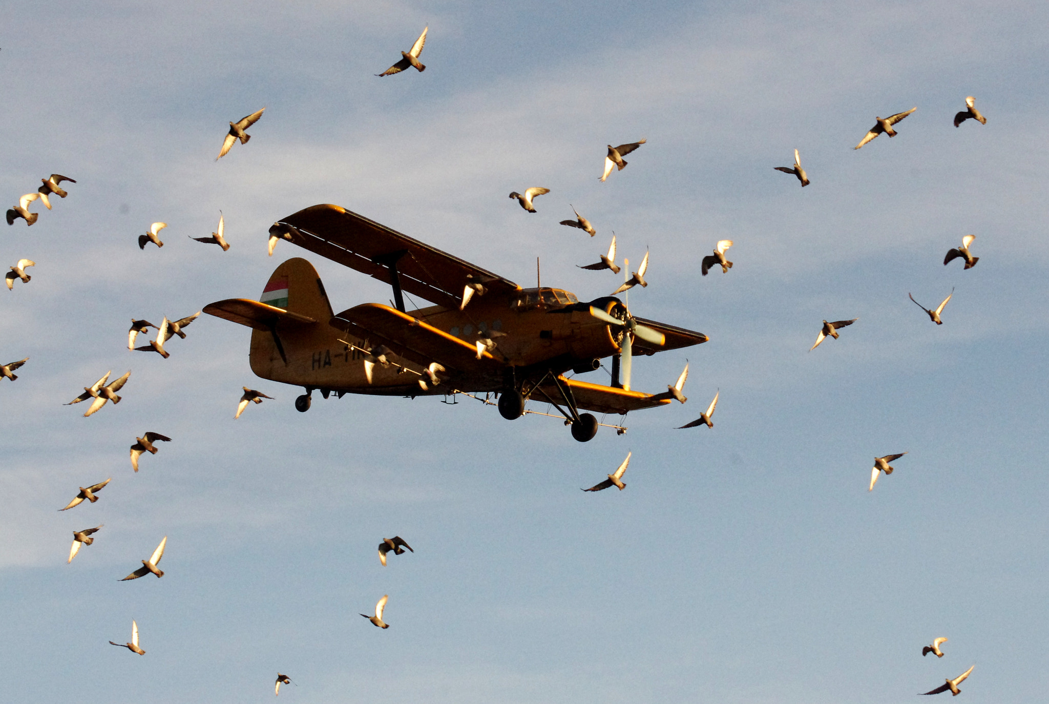 Tamron AF 80-210mm F4-5.6 (178D) sample photo. Bird swarm photography