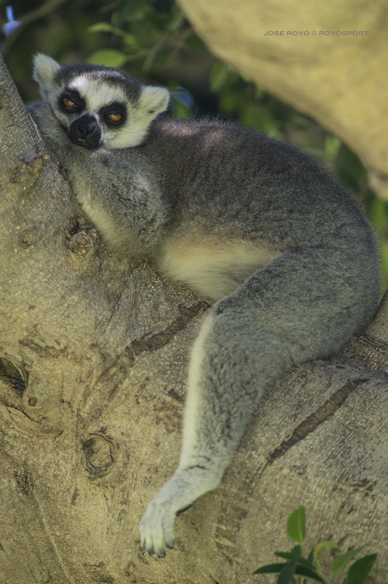 Nikon AF-S Nikkor 300mm F2.8G ED VR II sample photo. Lemur photography