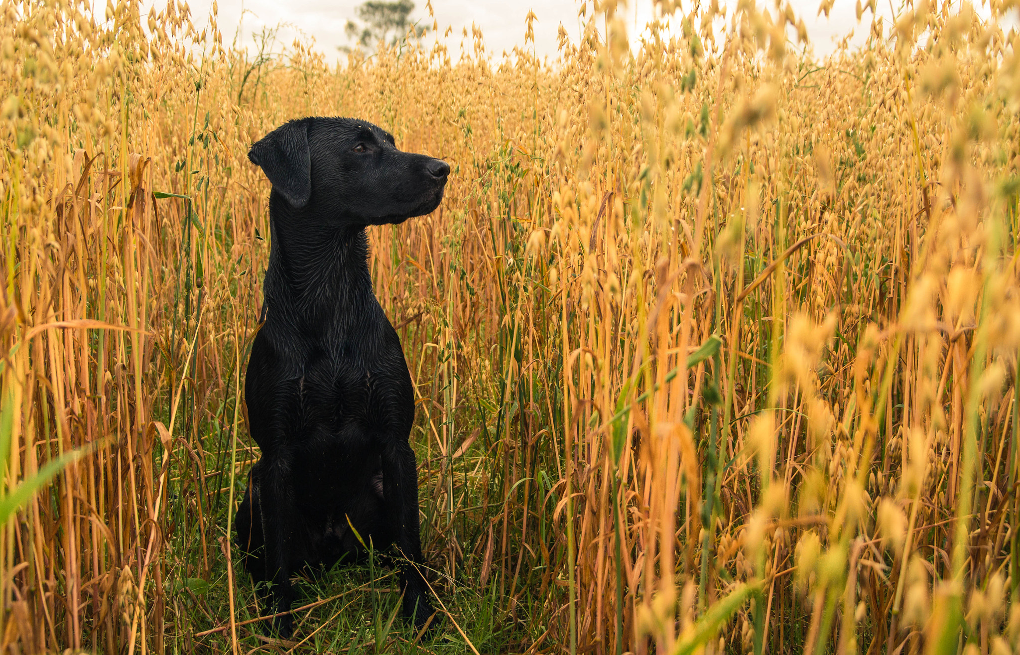 Sigma 17-70mm F2.8-4 DC Macro OS HSM sample photo. Black lab watching closely photography