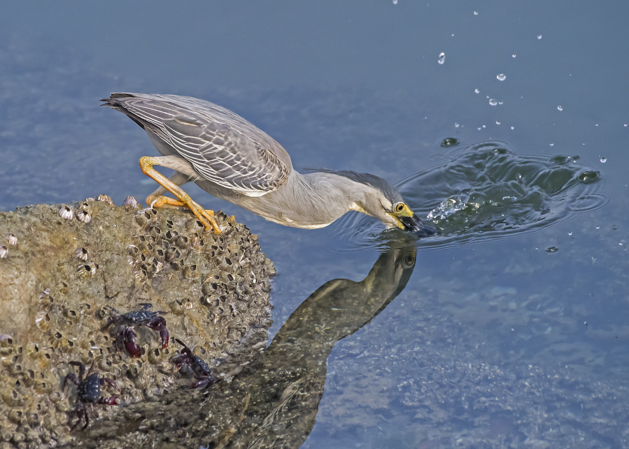 Nikon AF-S Nikkor 200-500mm F5.6E ED VR sample photo. Crabs!! photography