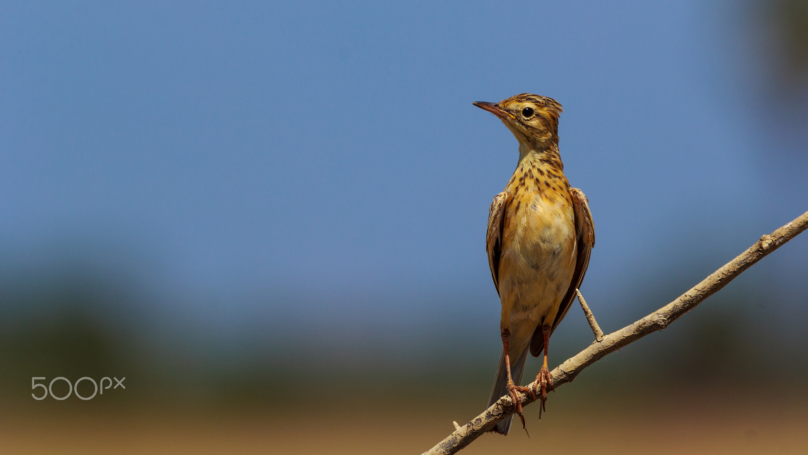 Sigma 150-600mm F5-6.3 DG OS HSM | C sample photo. "chip-chip-chip" photography