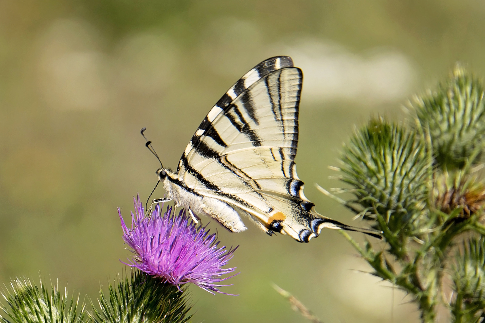 Sony E 18-200mm F3.5-6.3 OSS LE sample photo. Butterfly photography