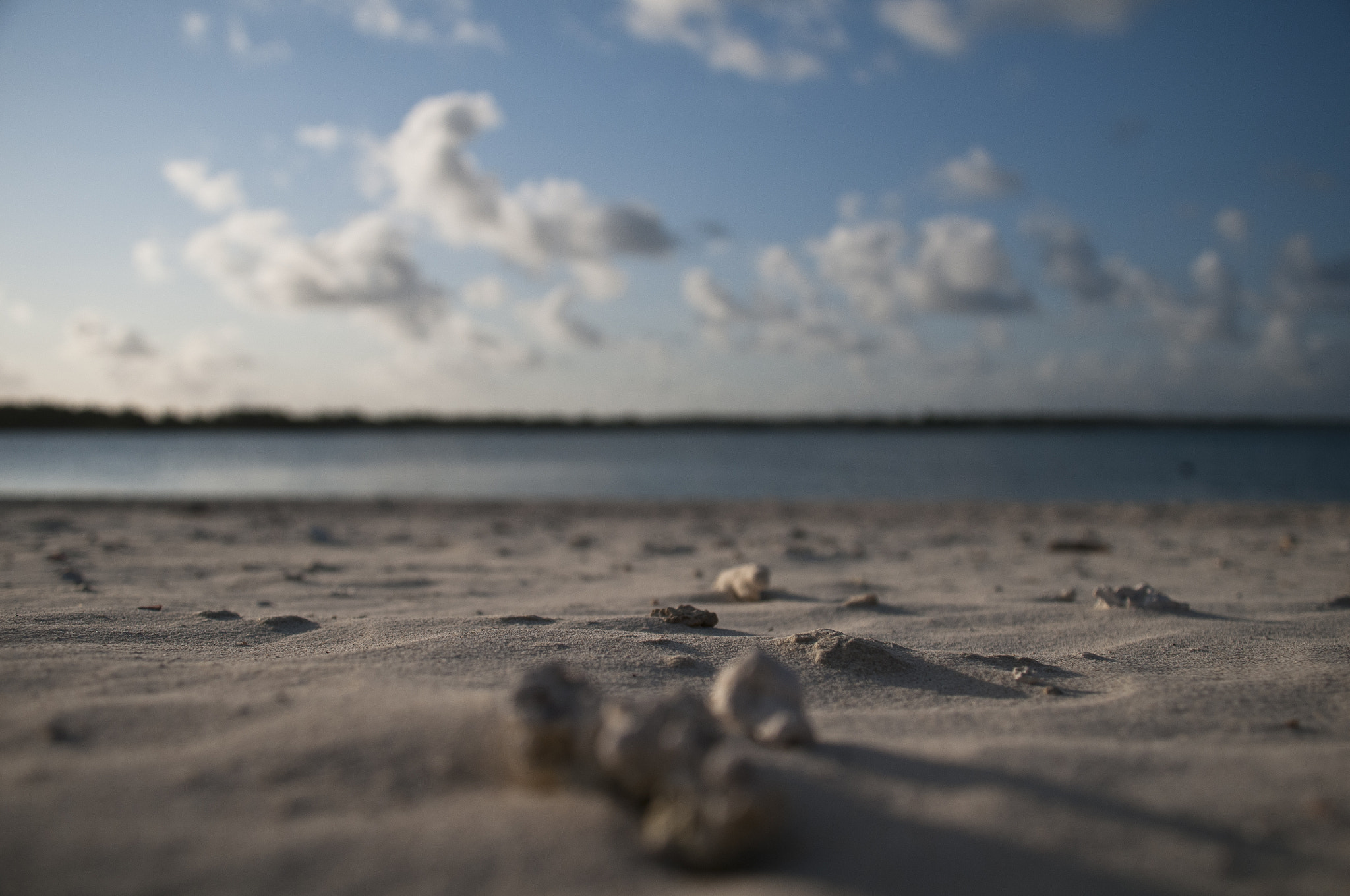 Nikon D300 sample photo. Coral photography