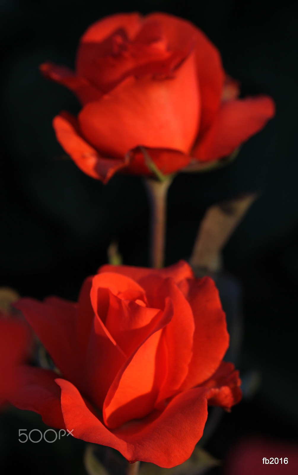 Canon EOS 50D + Canon EF 100mm F2.8L Macro IS USM sample photo. Roses in sunset photography