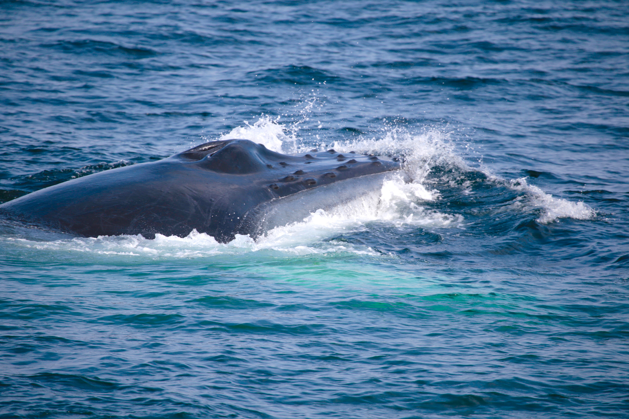 Canon EF 100-400mm F4.5-5.6L IS USM sample photo. Humpback whale photography