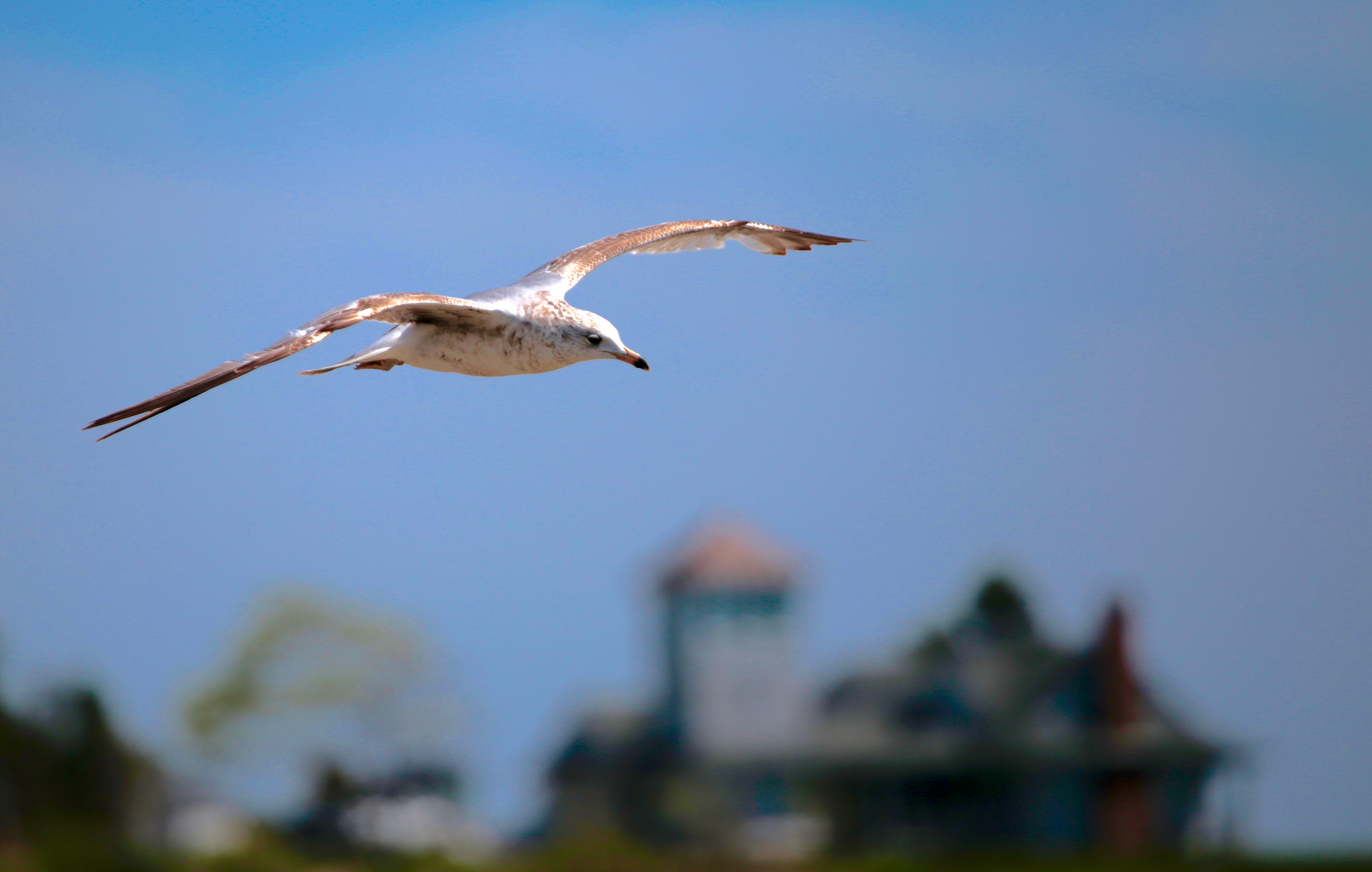 Canon EF 100-400mm F4.5-5.6L IS USM sample photo. Swoop photography