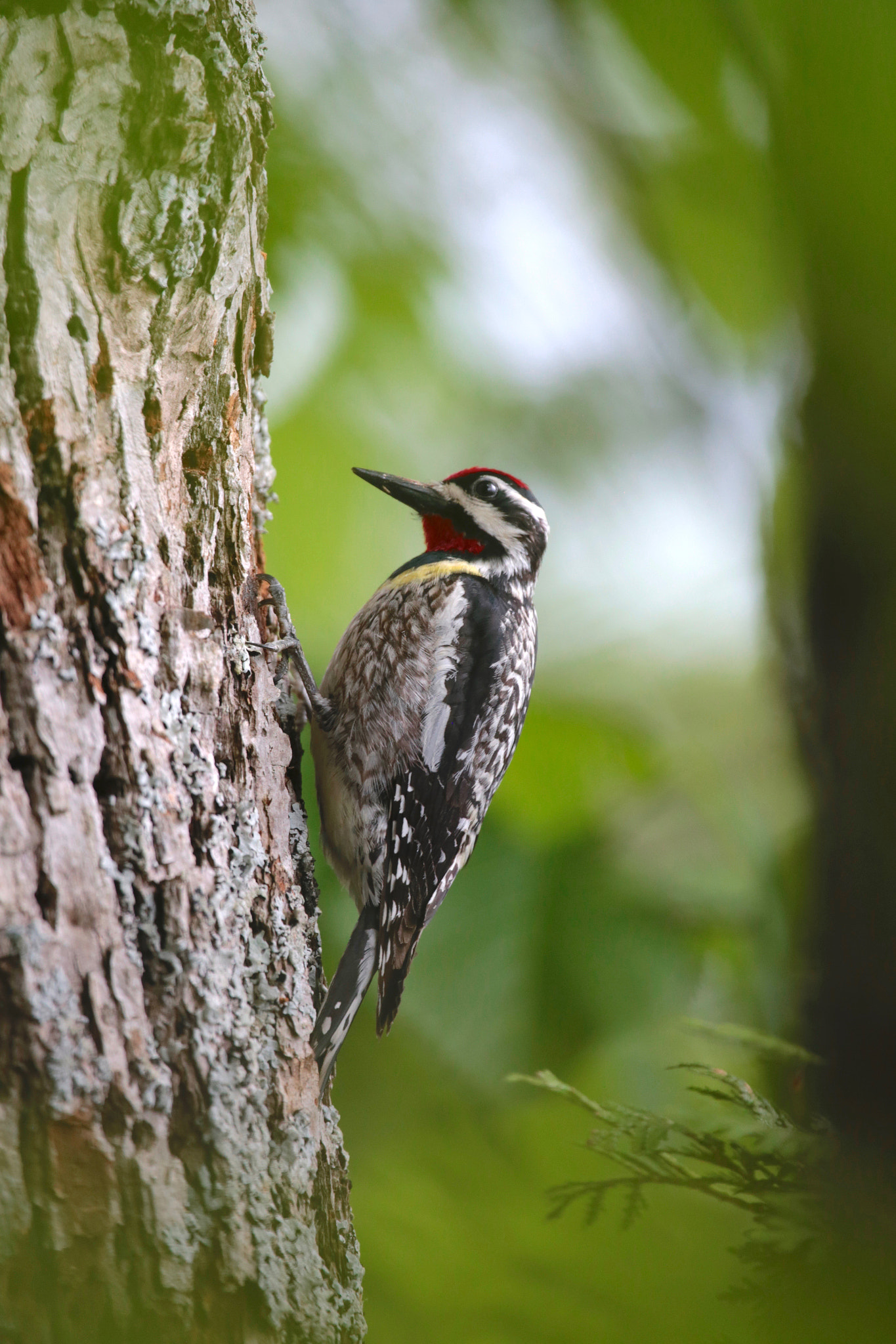 Canon EF 100-400mm F4.5-5.6L IS USM sample photo. Yellow-bellied sapsucker photography