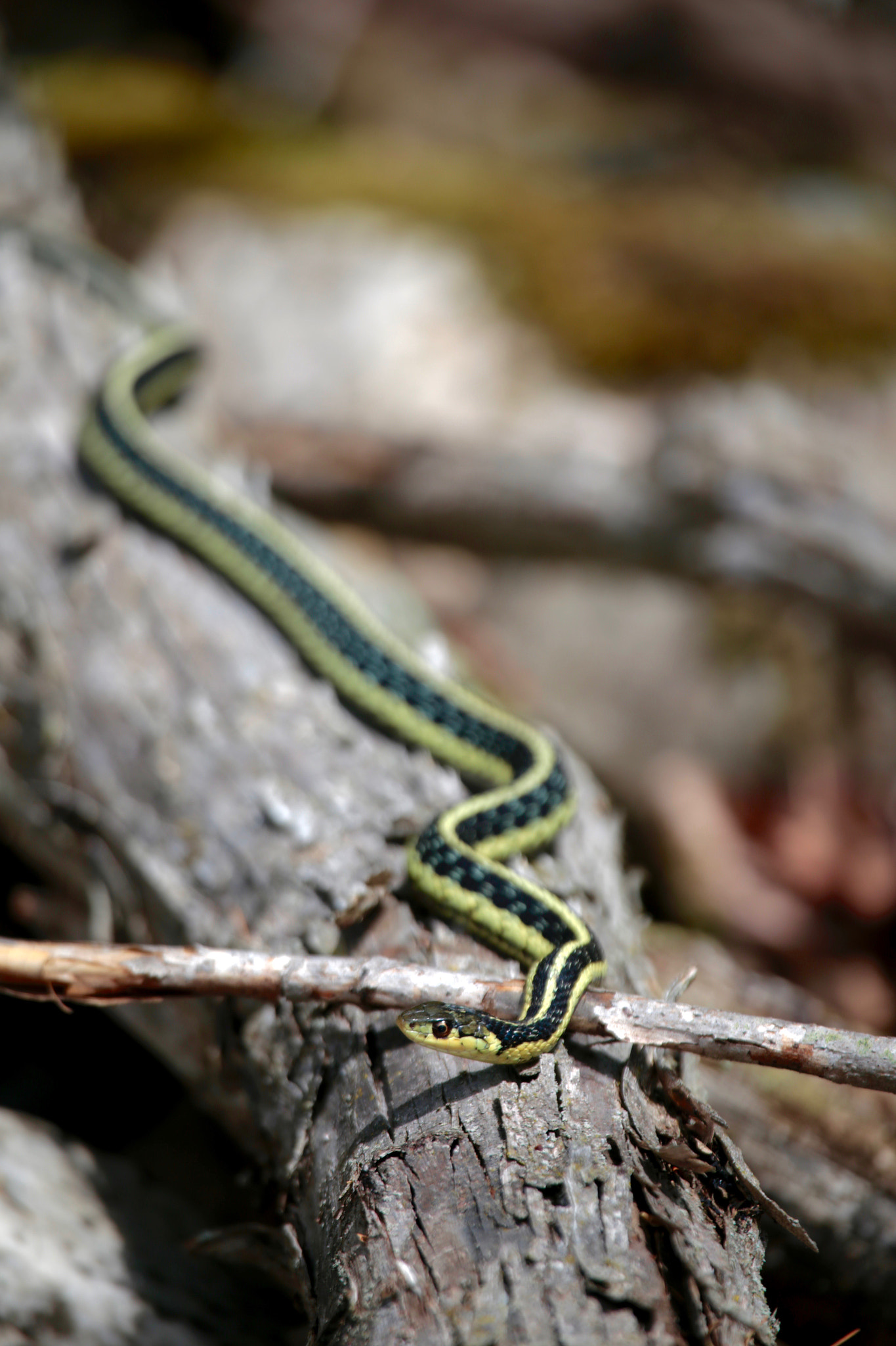 Canon EF 100-400mm F4.5-5.6L IS USM sample photo. Garter snake photography