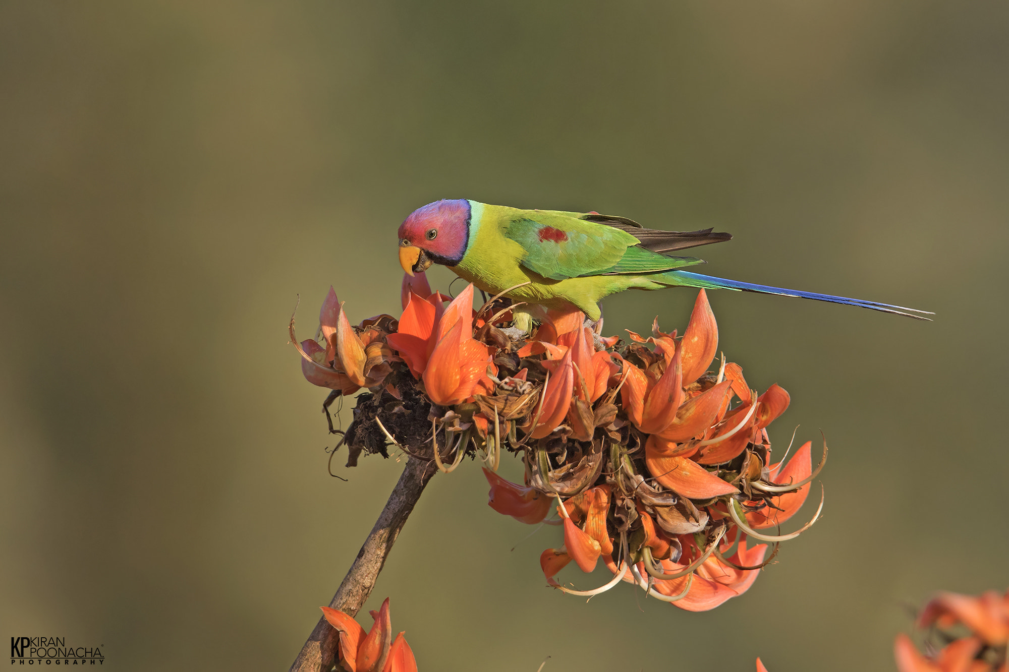 Canon EOS 7D Mark II + Canon EF 600mm F4L IS II USM sample photo. Plum headed parakeet photography