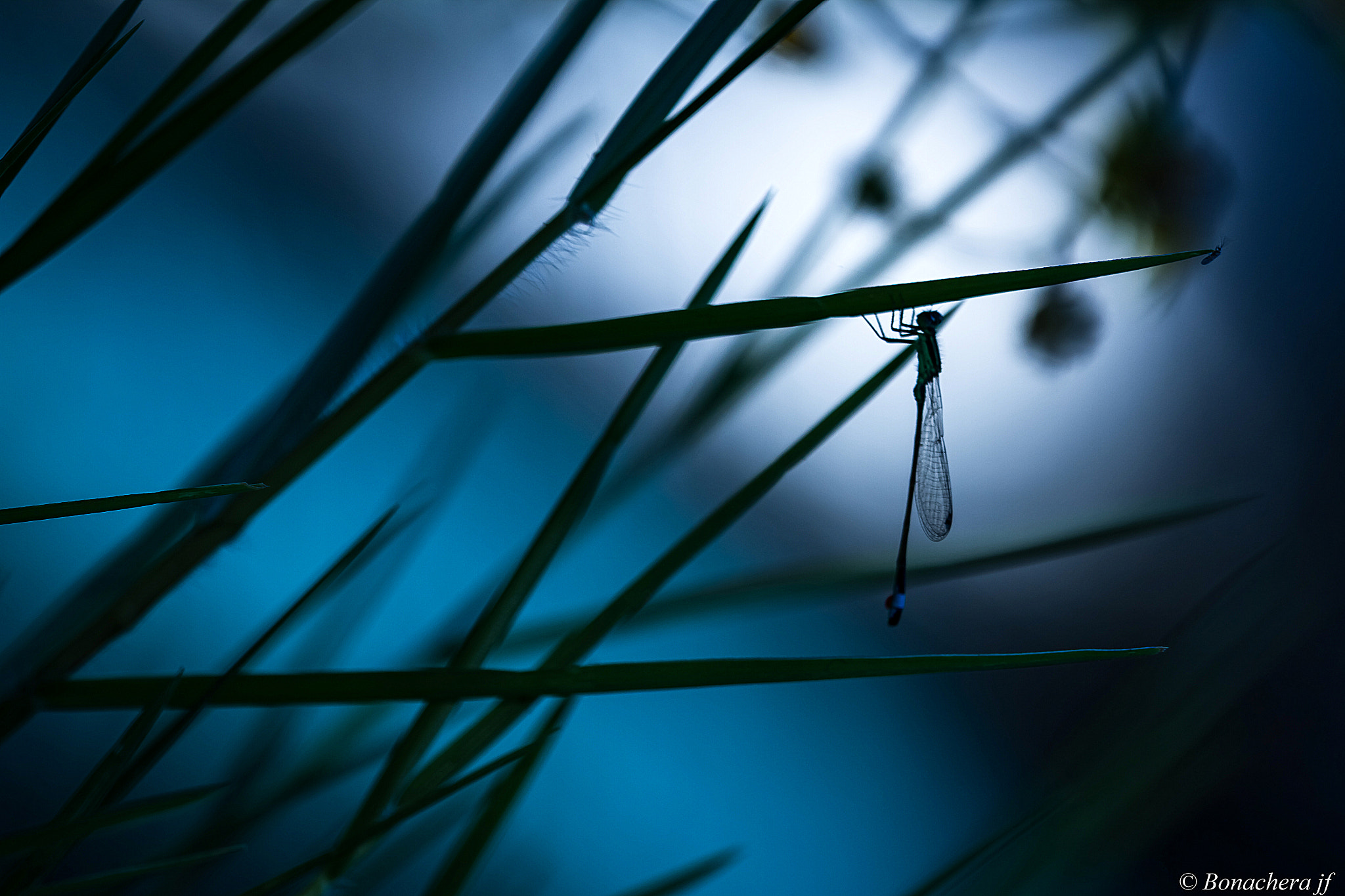 Sigma 150mm f/2.8 EX DG OS HSM APO Macro sample photo. Contre poids ! photography