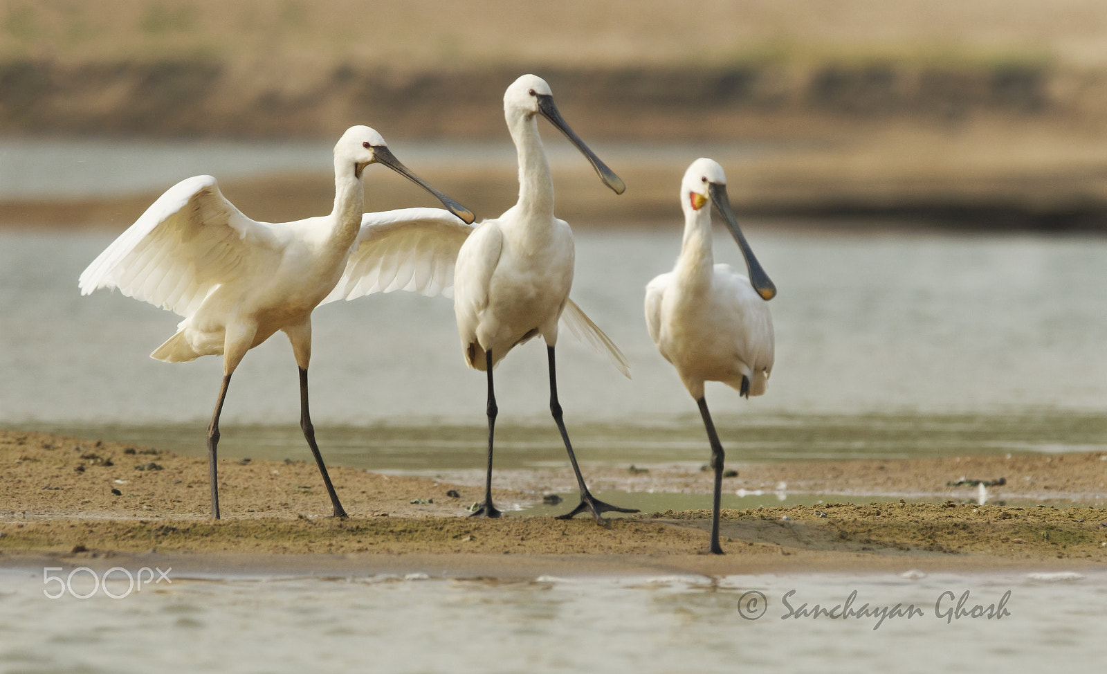 Canon EF 300mm F2.8L IS USM sample photo. Spoonbill photography