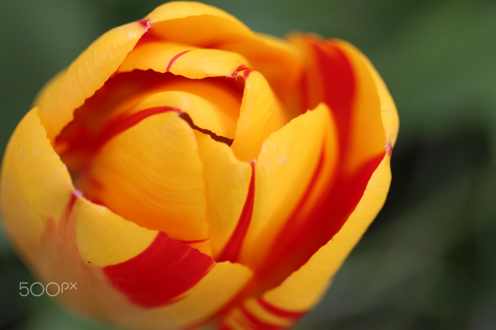 Canon EF 24-70mm F4L IS USM sample photo. Yellow tulip photography