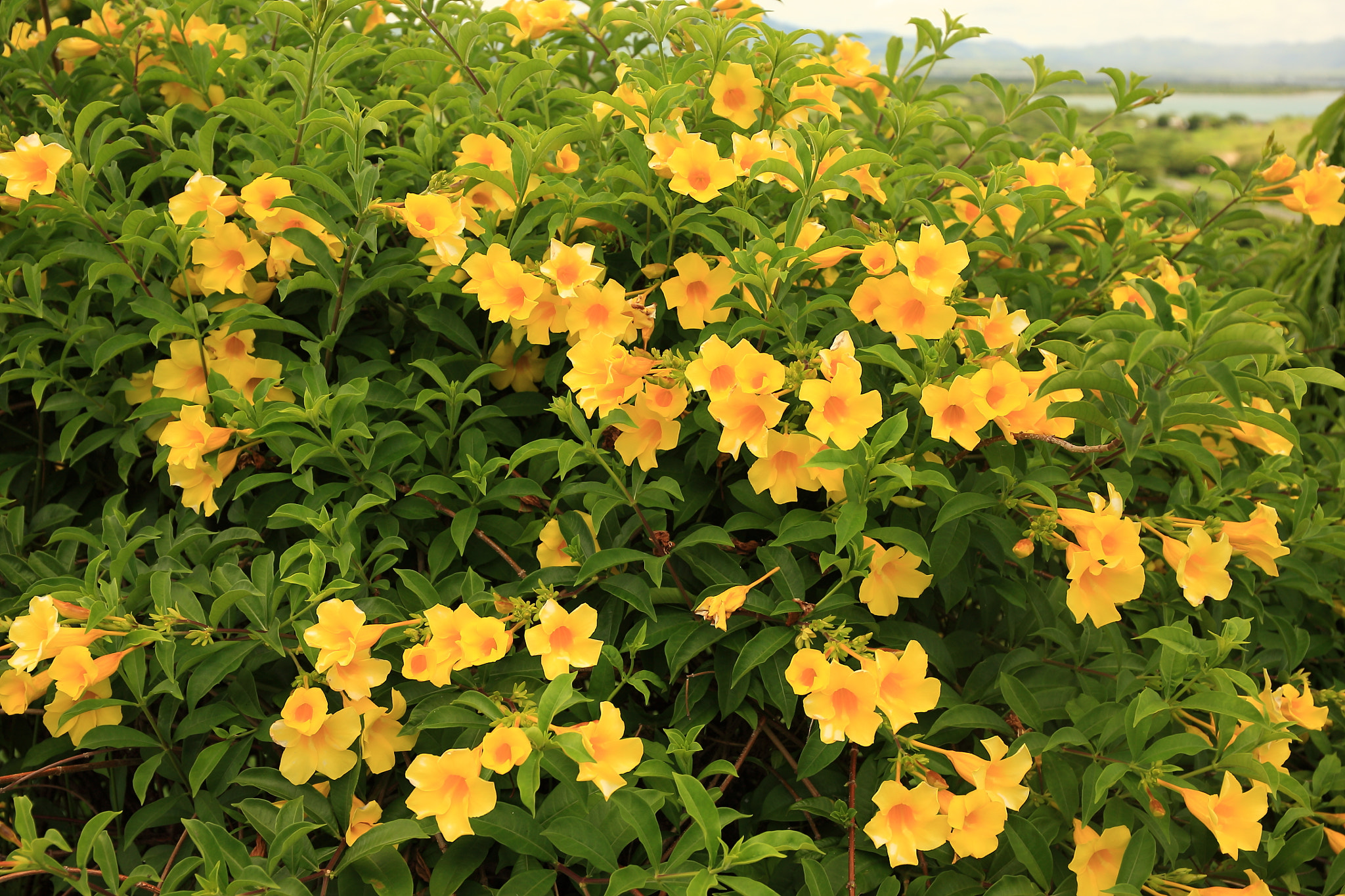 Canon EF 24-70mm F4L IS USM sample photo. Yellow flowers photography