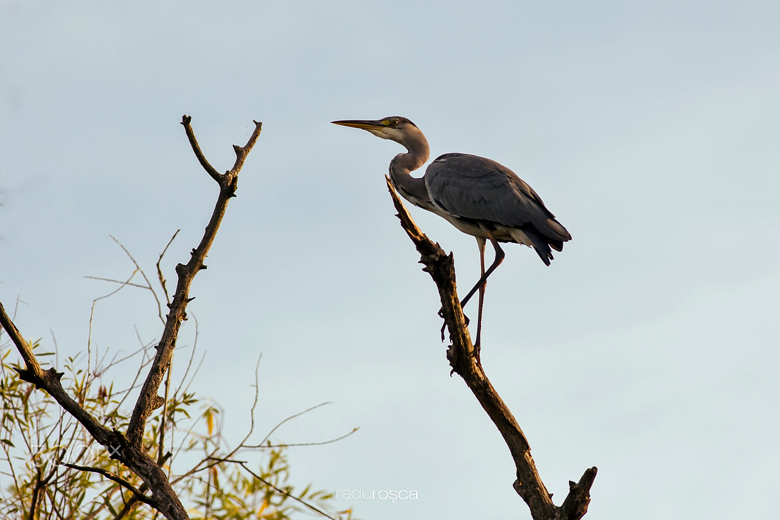 Canon EOS-1D Mark III sample photo. Purple heron photography