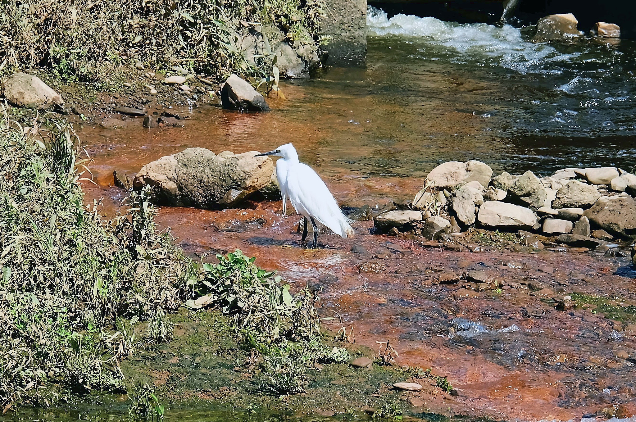 Fujifilm X-A2 + Fujifilm XC 50-230mm F4.5-6.7 OIS sample photo. Egret.... photography