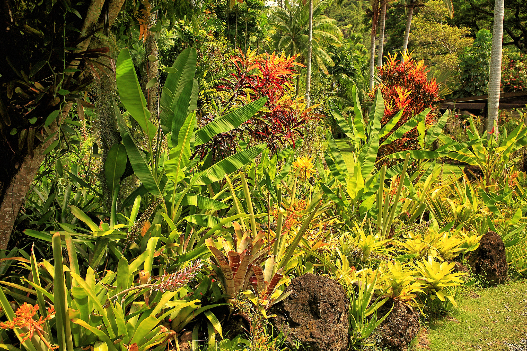 Canon EF 24-70mm F4L IS USM sample photo. Tropical garden photography