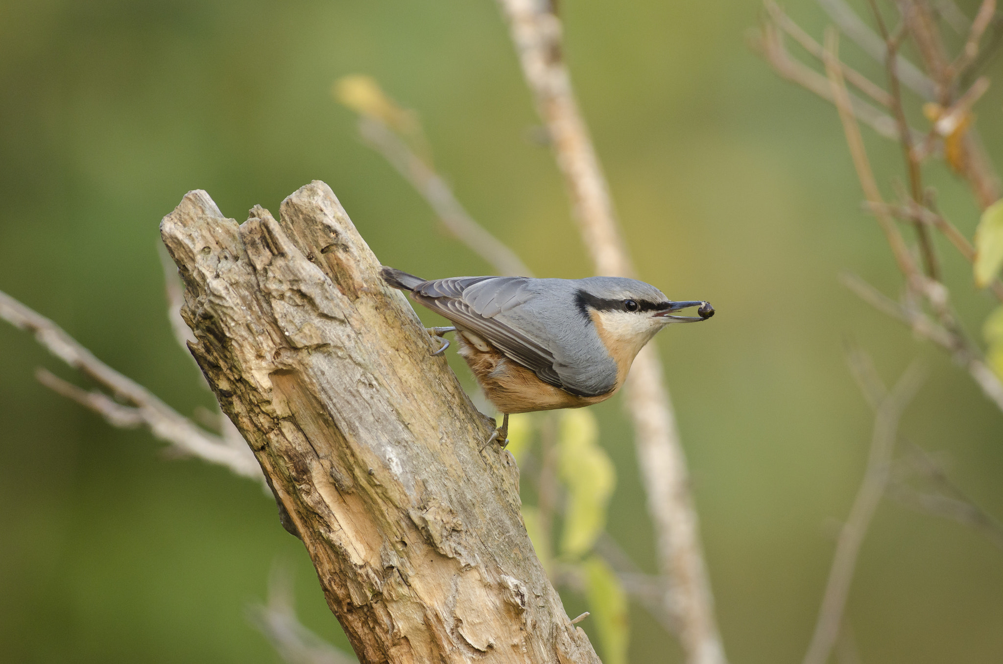 Nikon AF-S Nikkor 300mm F2.8G ED VR II sample photo. Lunch time! photography