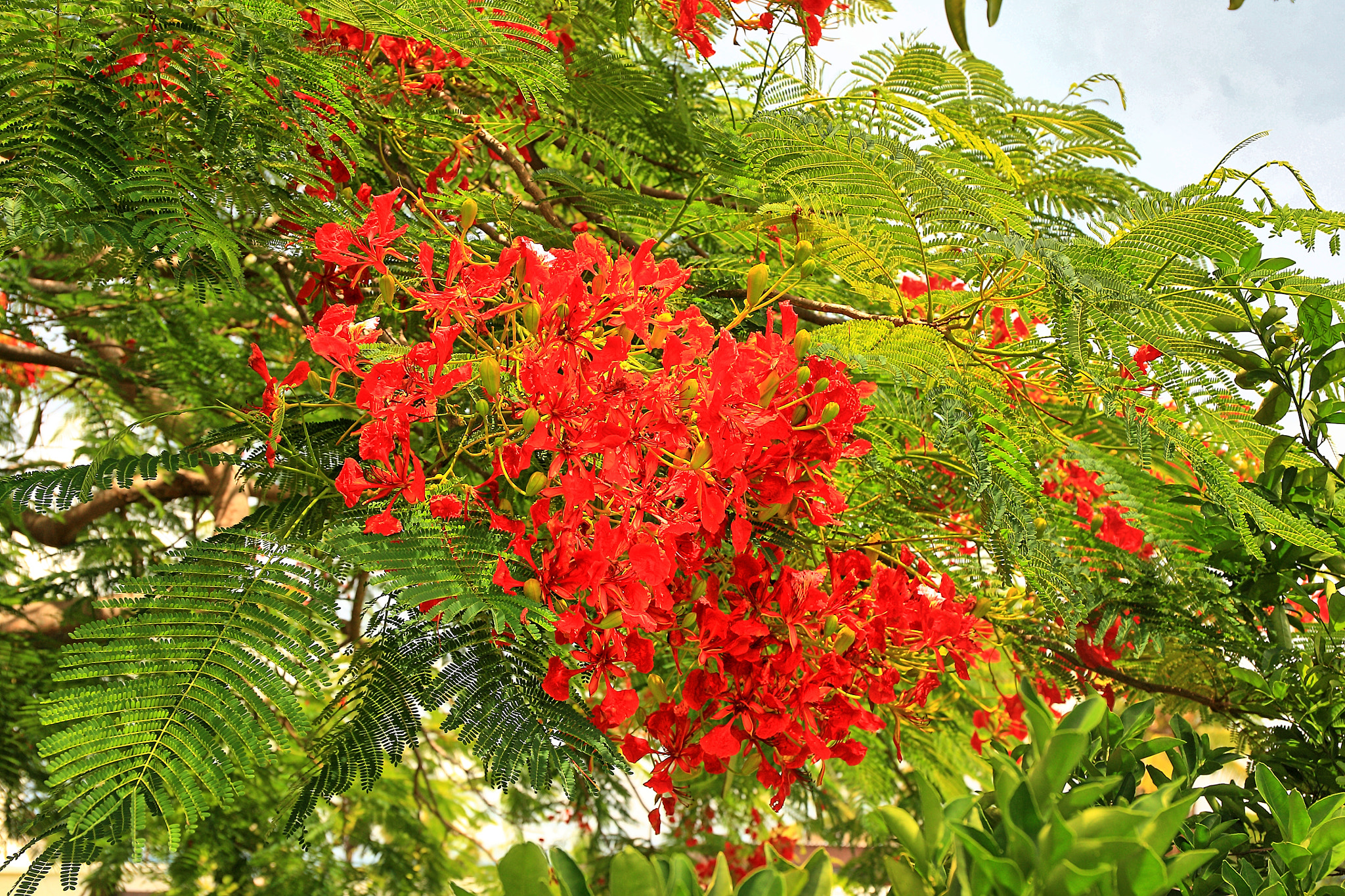 Canon EOS 5D + Canon EF 24-70mm F4L IS USM sample photo. Poinciana photography