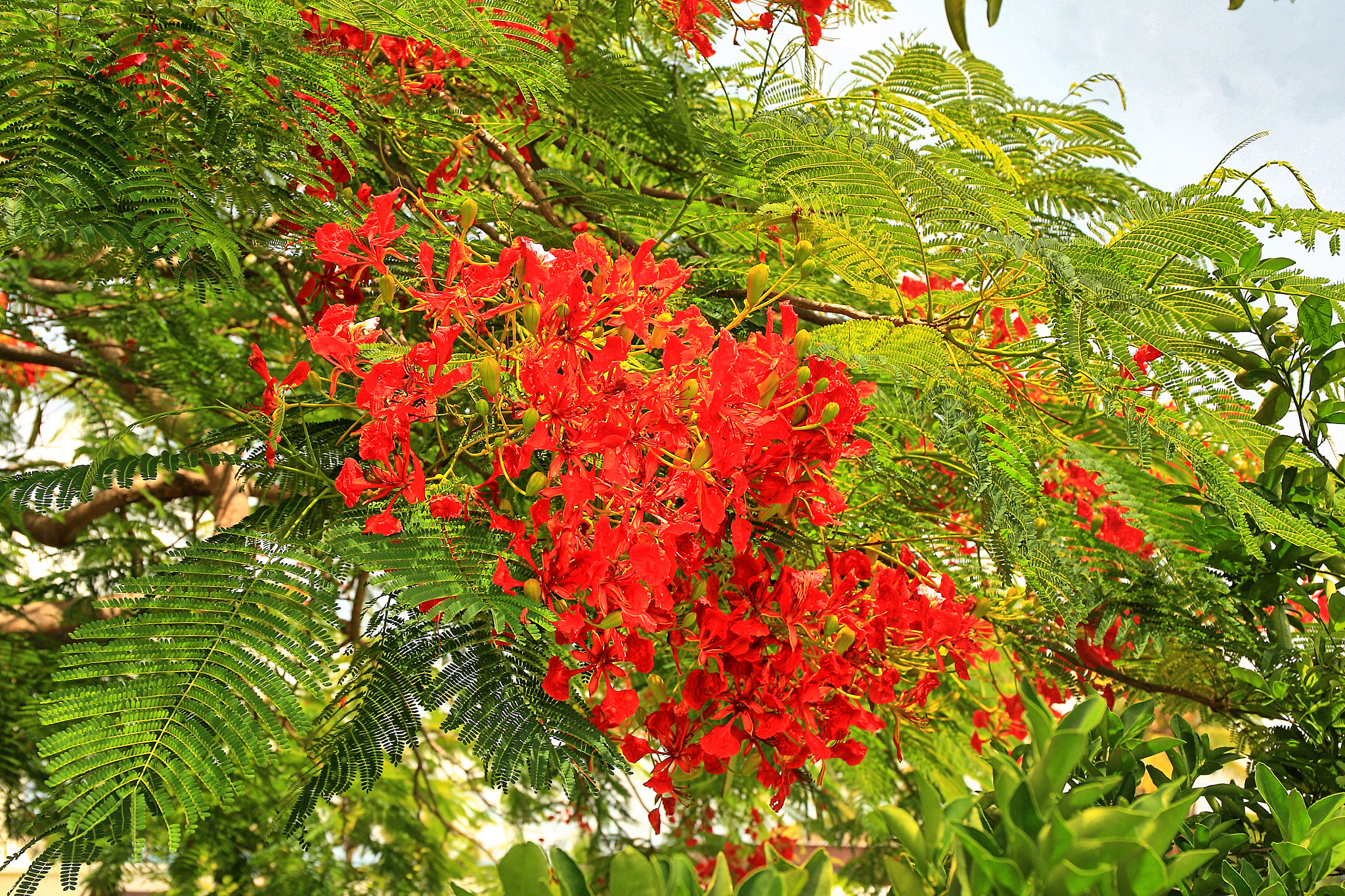 Canon EF 24-70mm F4L IS USM sample photo. Poinciana photography