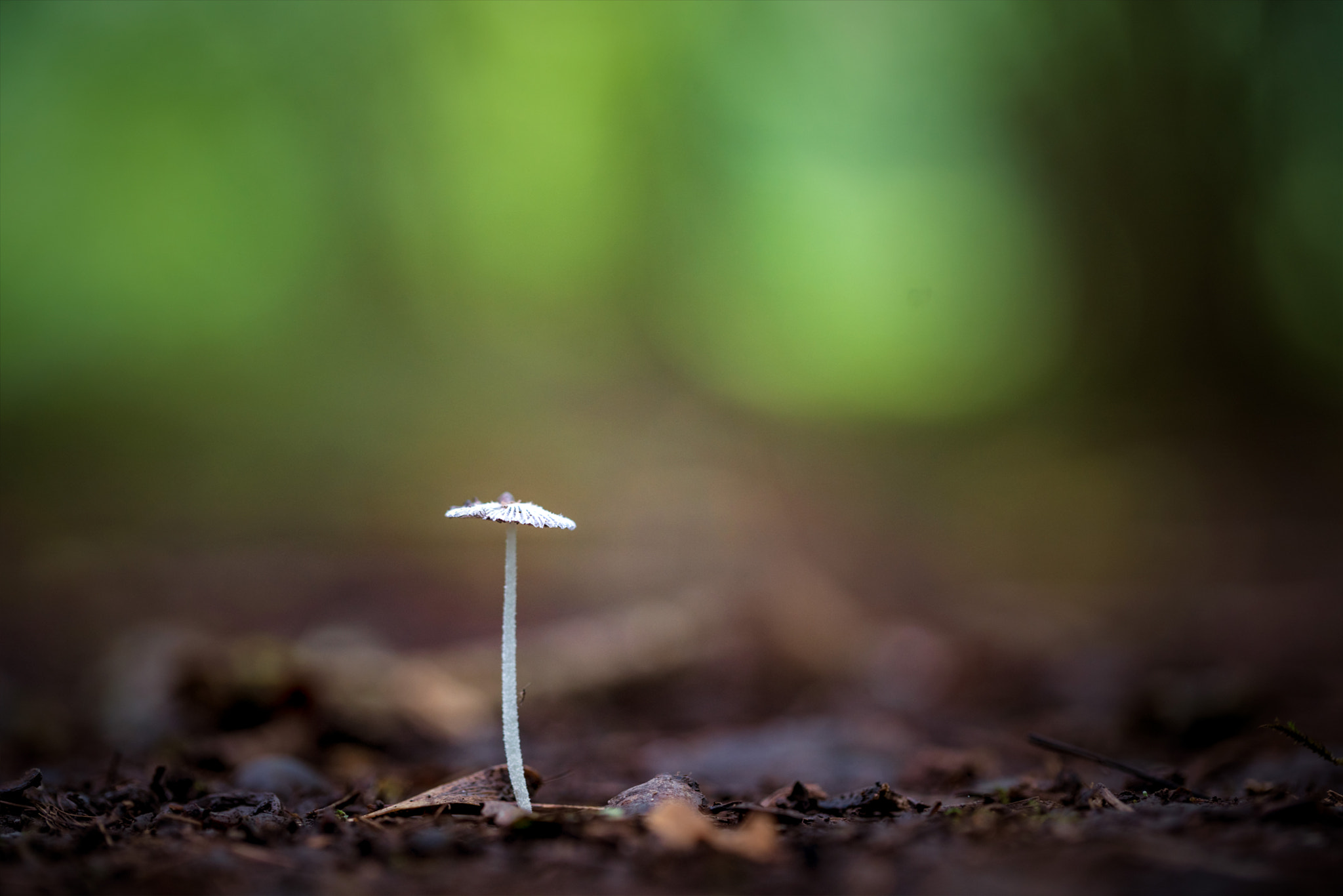 Sony a7R II + Canon EF 100mm F2.8L Macro IS USM sample photo. Ink cap photography