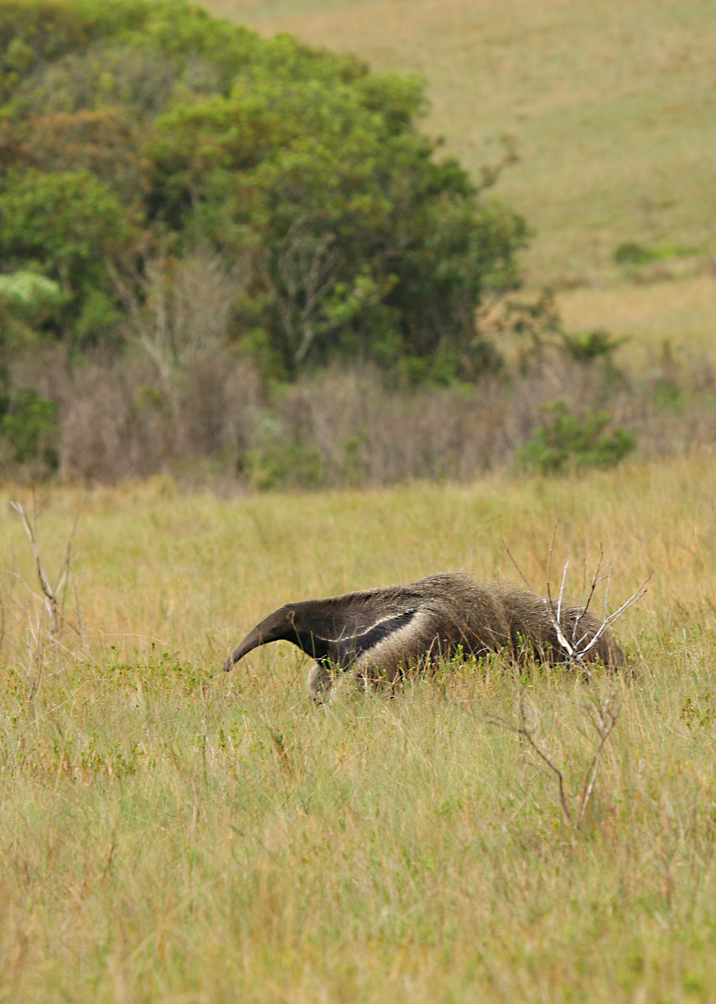 Canon EOS-1D Mark III + Canon EF 100-400mm F4.5-5.6L IS USM sample photo. Giant anteater photography