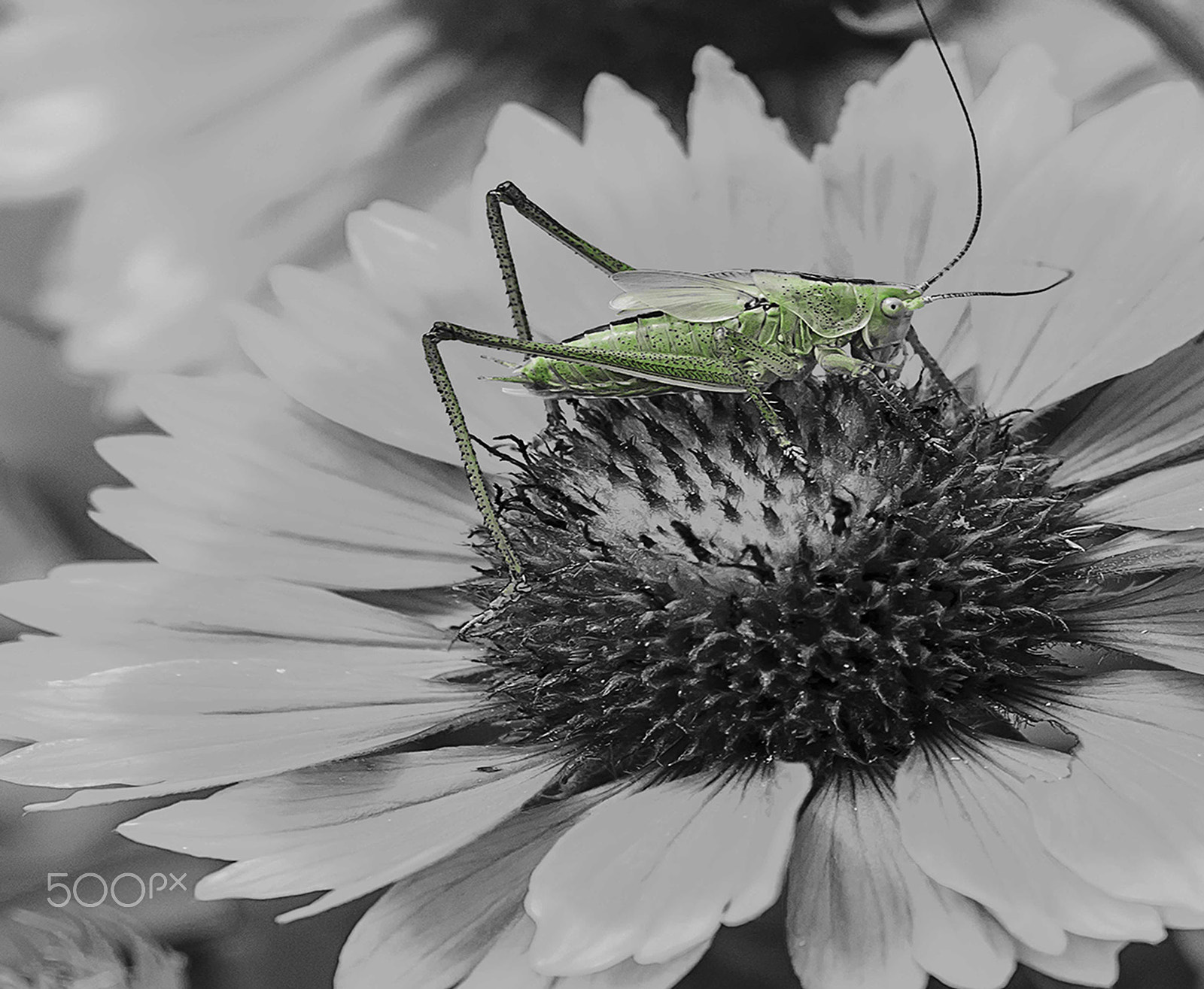 Sigma 50-150mm F2.8 EX APO DC OS HSM sample photo. Grasshopper on leaf photography