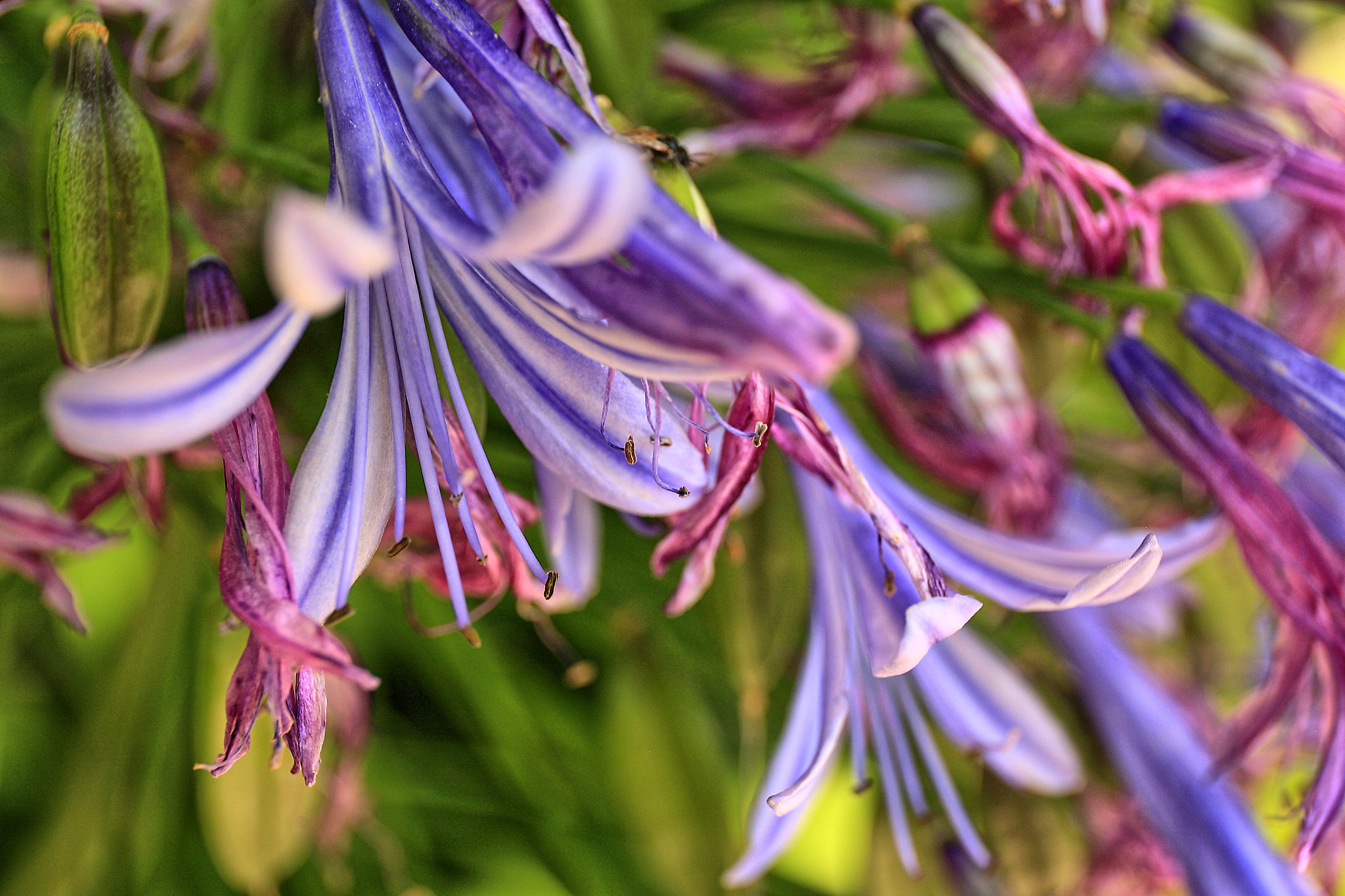 Canon EF 24-70mm F4L IS USM sample photo. Purple flower photography