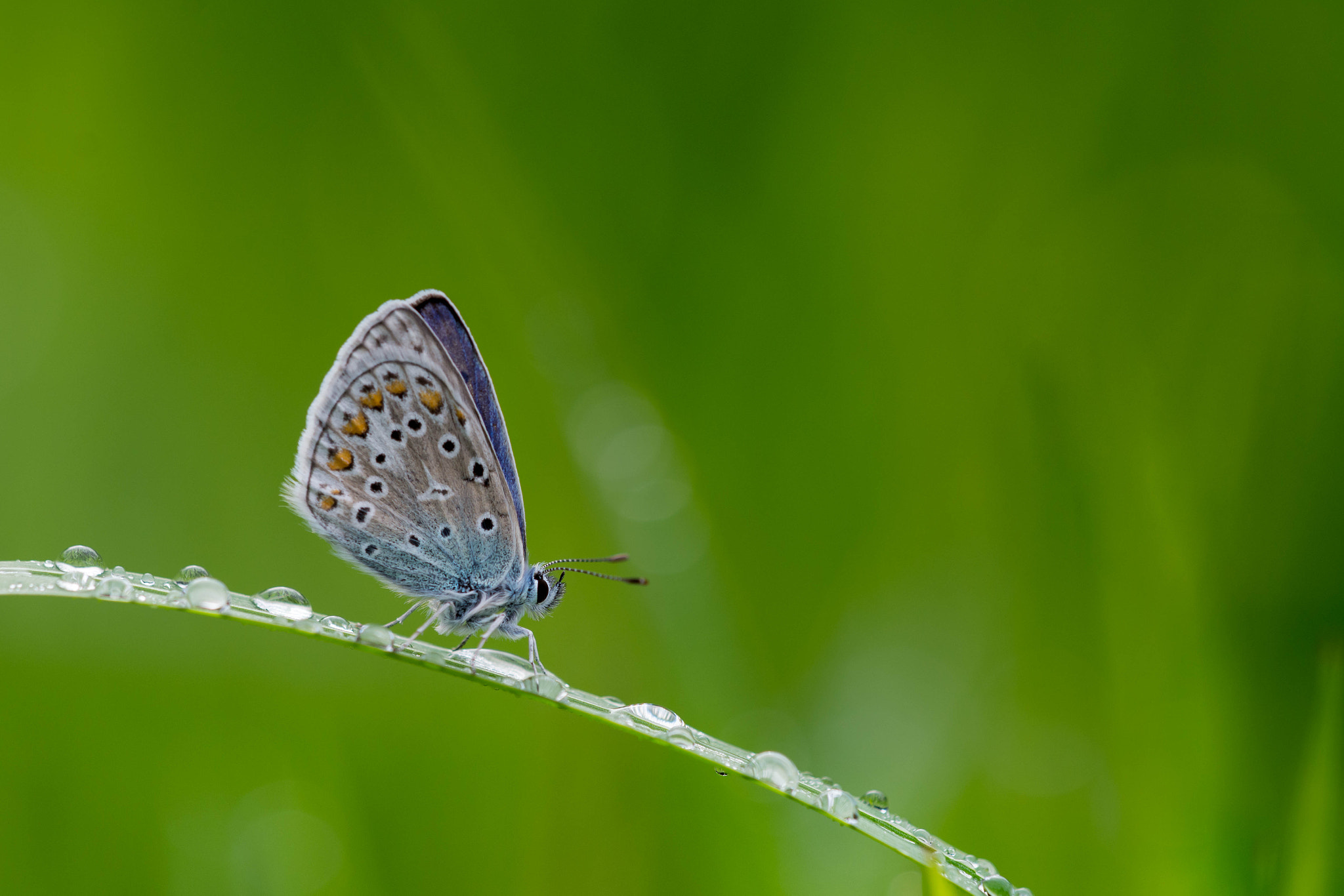 Sigma 150mm F2.8 EX DG Macro HSM sample photo. After the rain ... photography