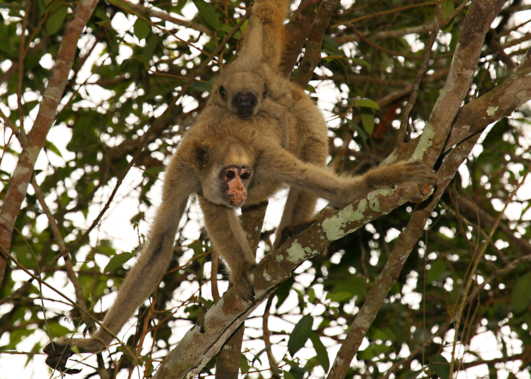 Canon EF 100-400mm F4.5-5.6L IS USM sample photo. Spider monkeys photography