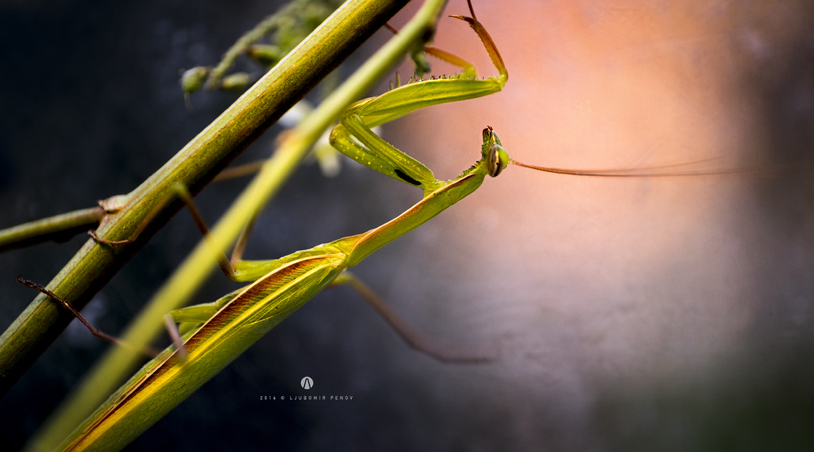 ZEISS Touit 50mm F2.8 sample photo. Mantodea photography