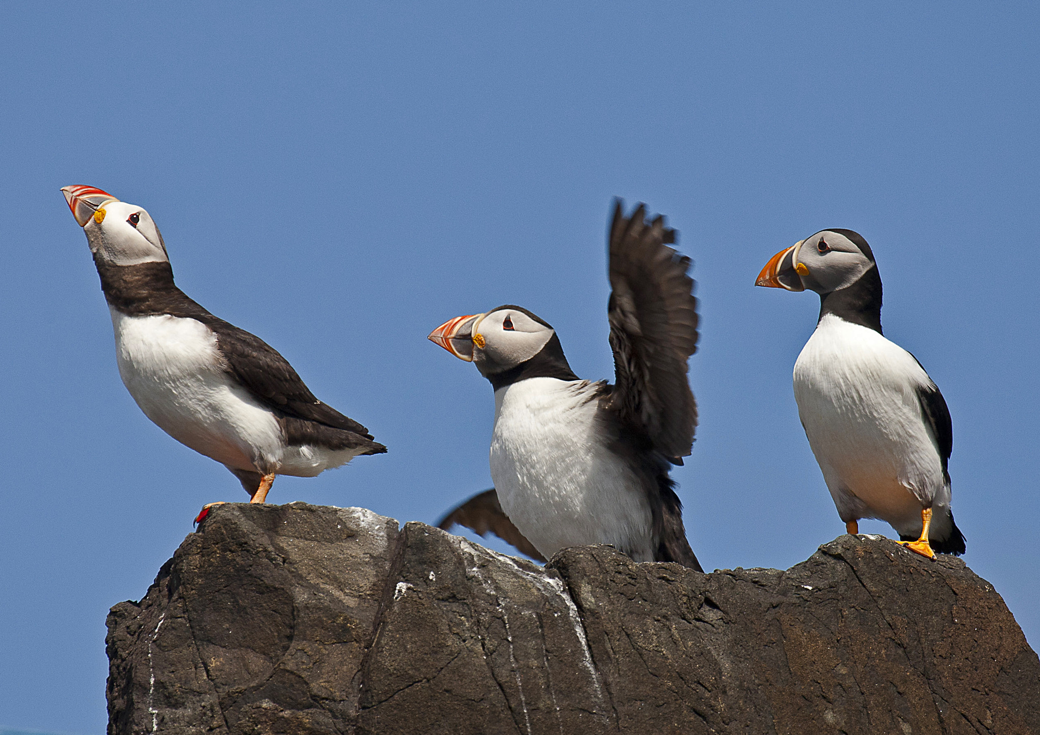Canon EOS-1Ds Mark III + Canon EF 100-400mm F4.5-5.6L IS USM sample photo. Three wise puffins photography