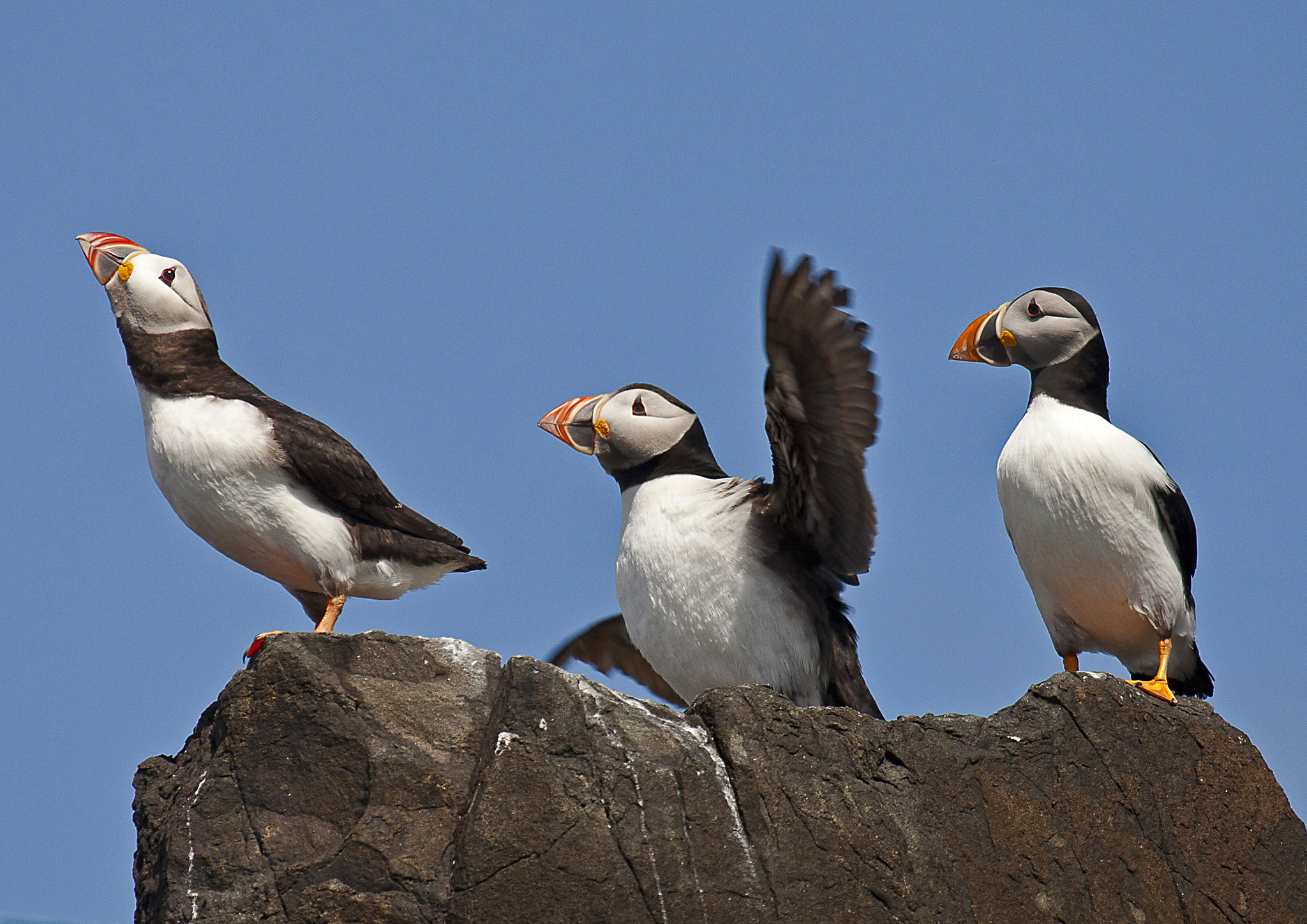 Canon EOS-1Ds Mark III sample photo. Three wise puffins photography